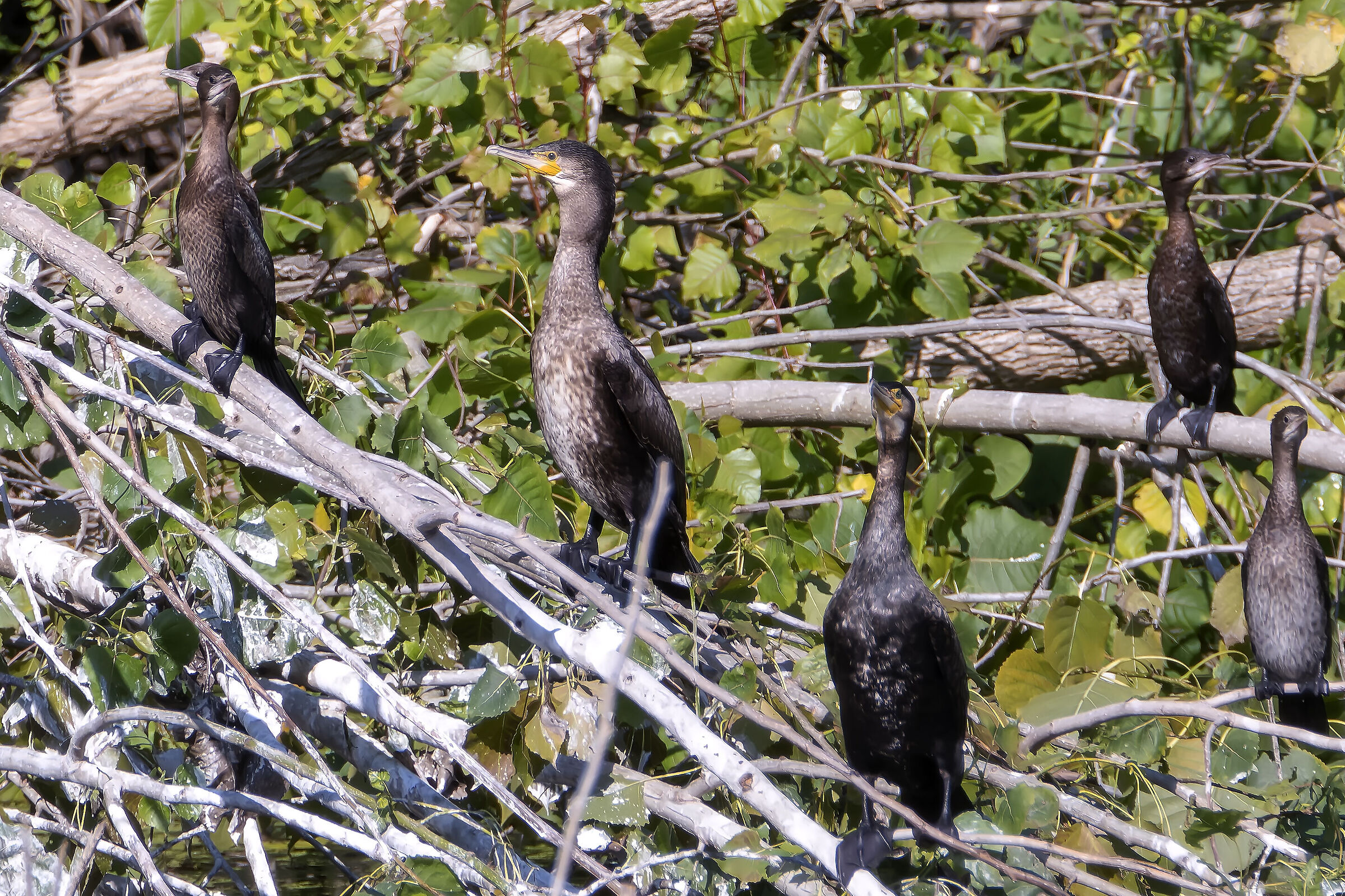 Famiglia di cormorani