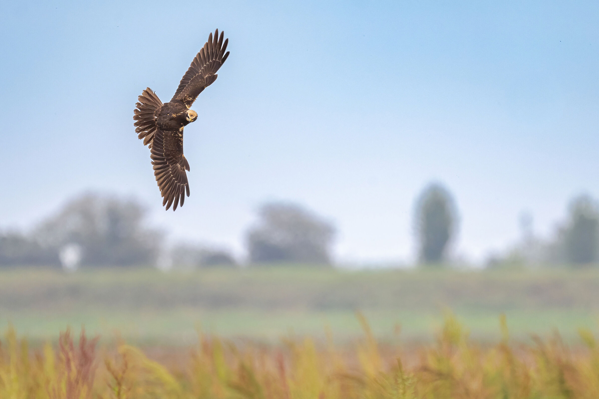 Marsh harrier in flight