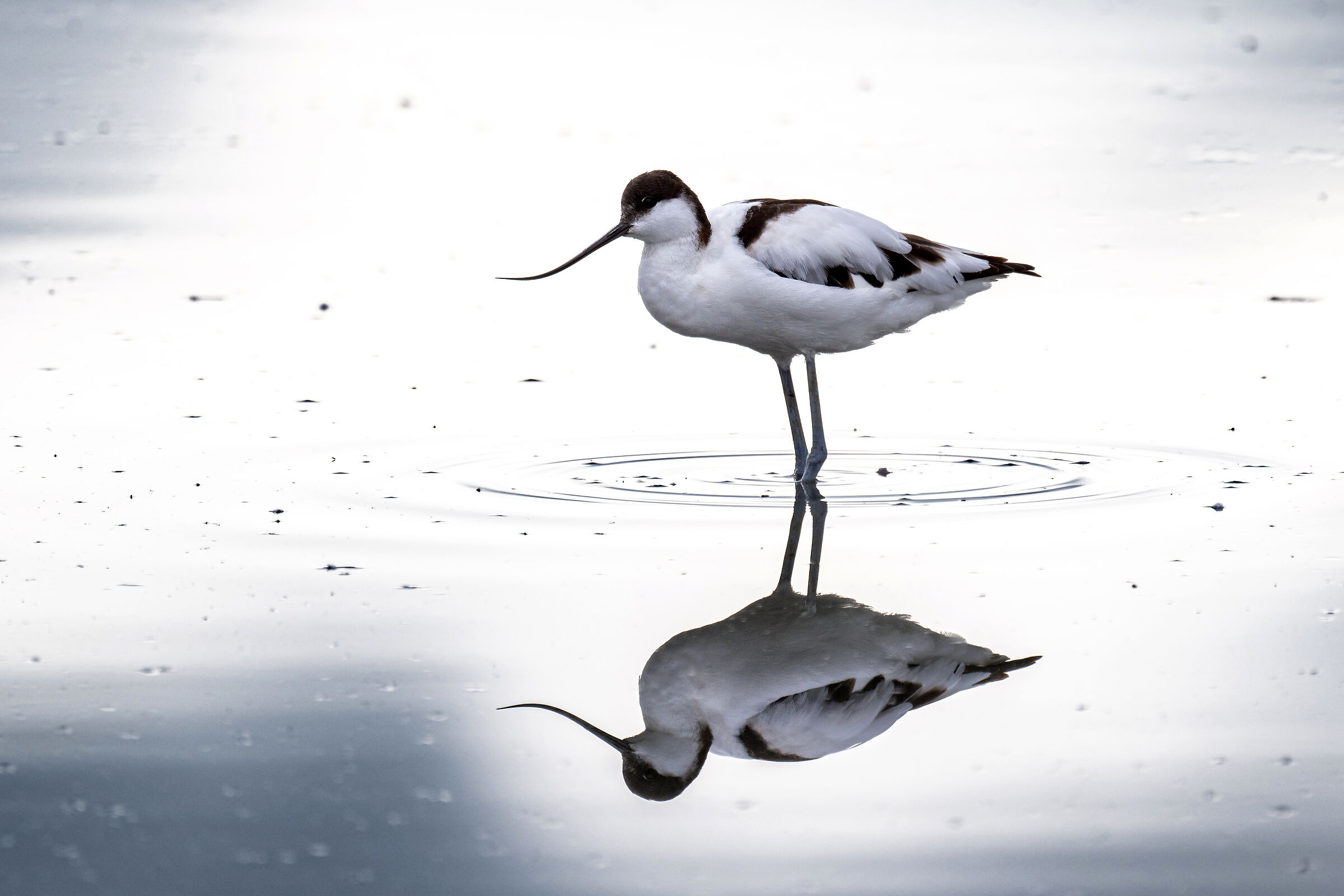 Reflex Avocet