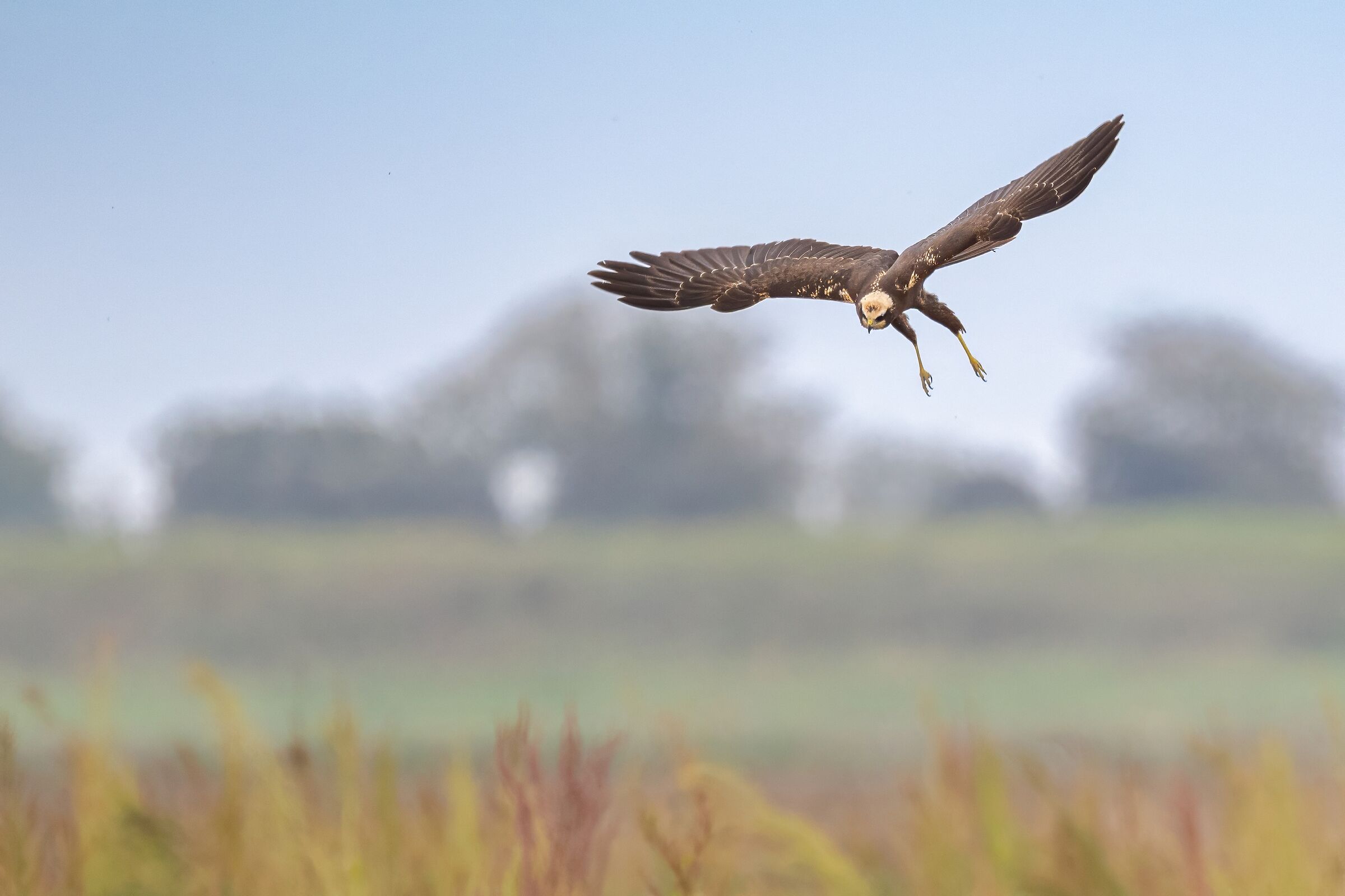 Marsh Harrier