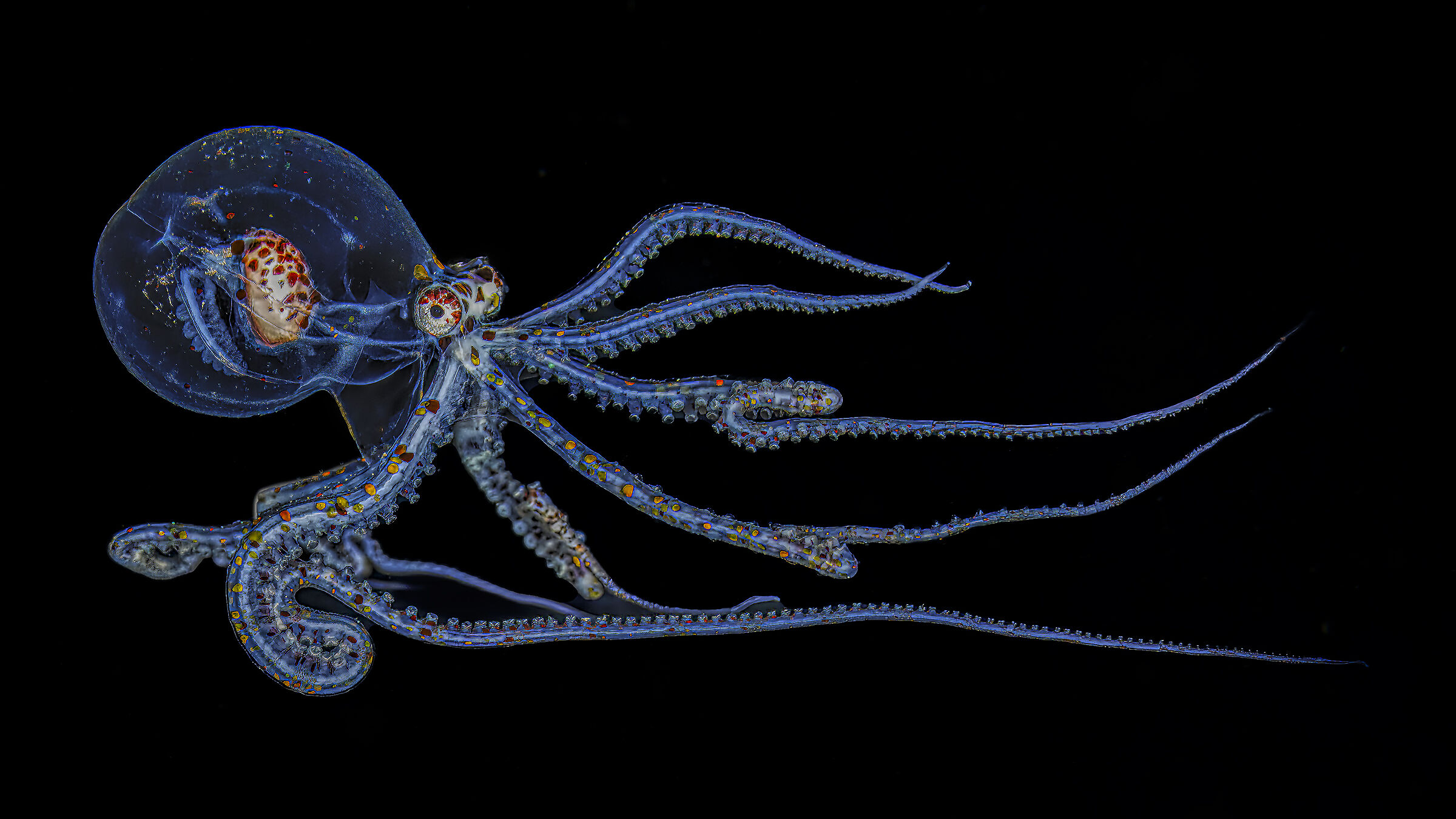 wunderpus  photogenicus