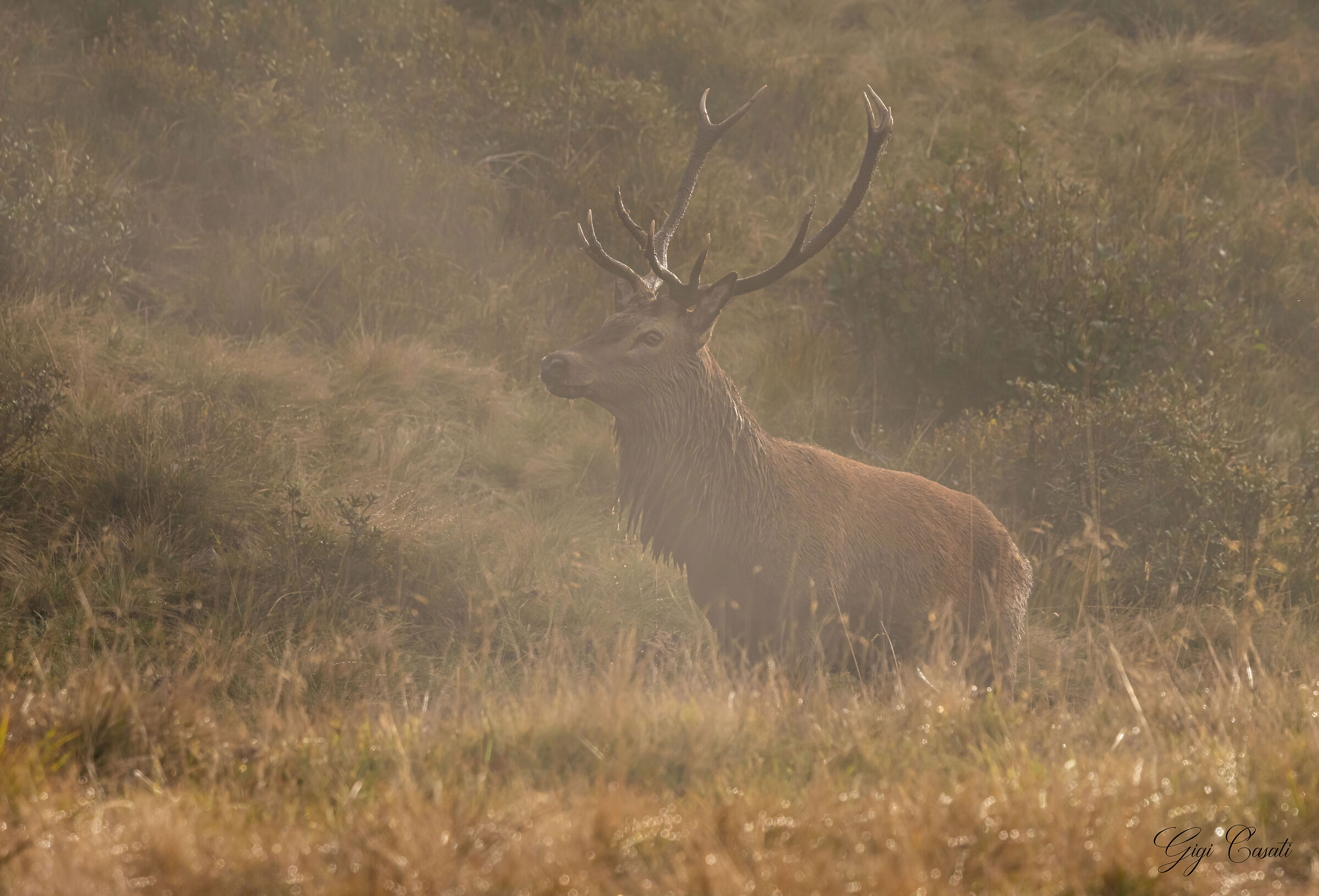 From the fog comes majestically