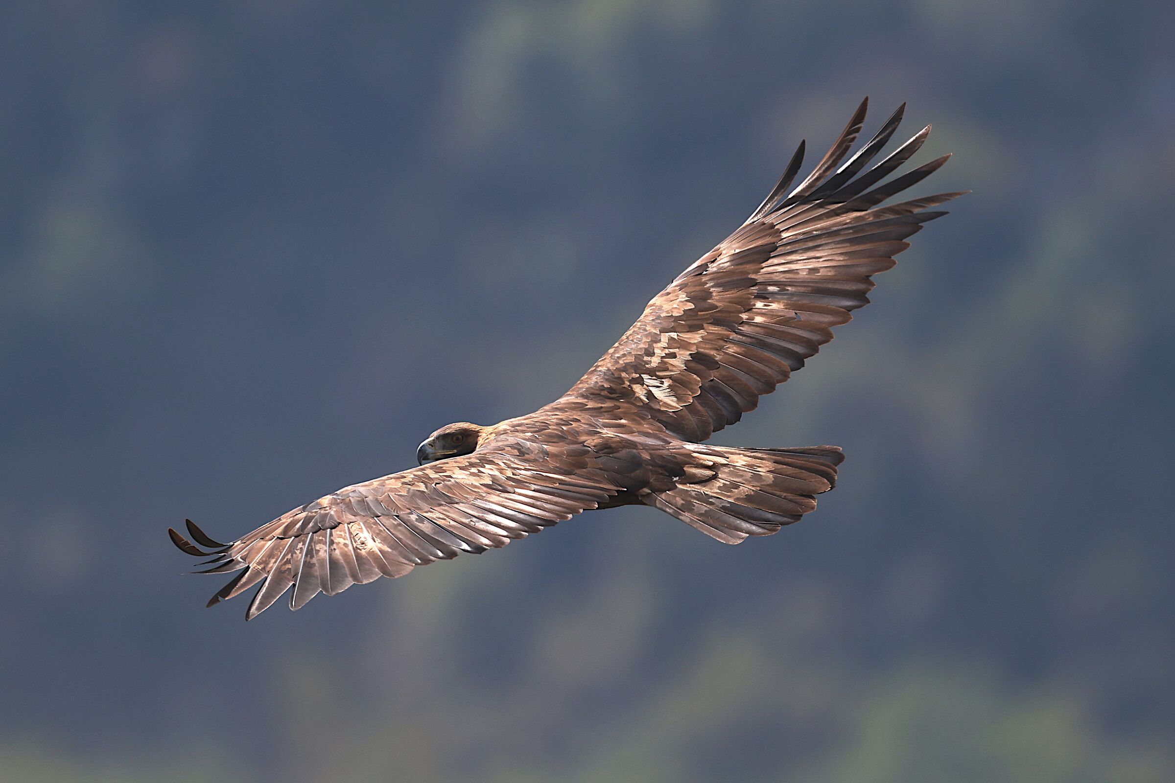 Golden Eagle of the Melfa Gorges
