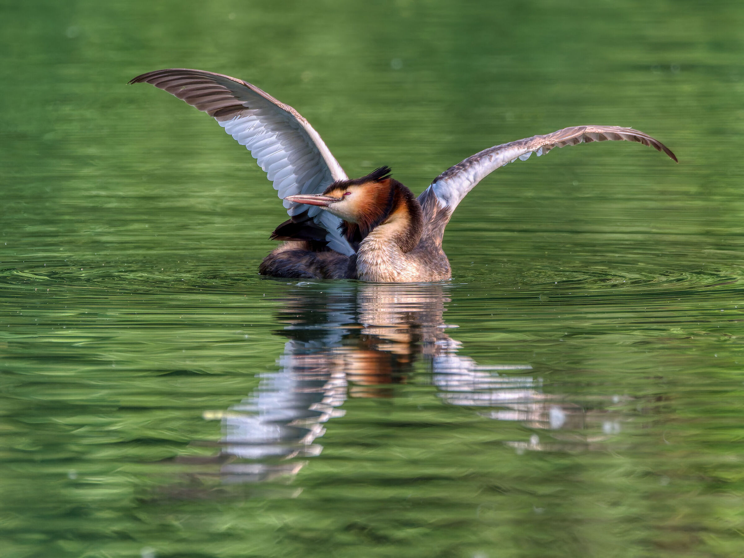 Great crested grebe