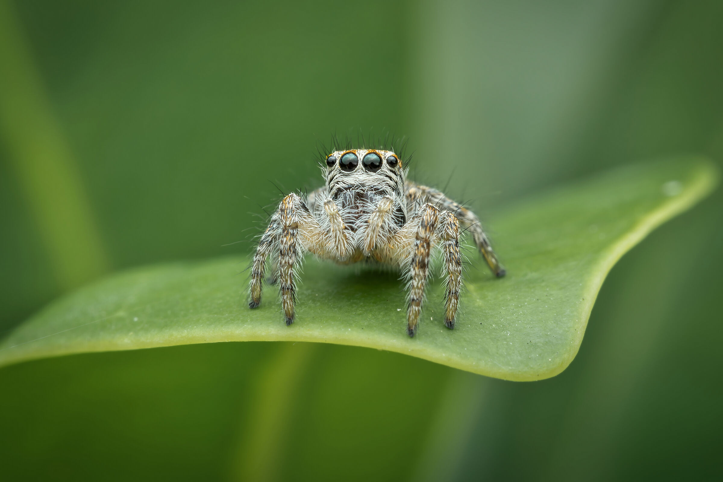 Salticidae