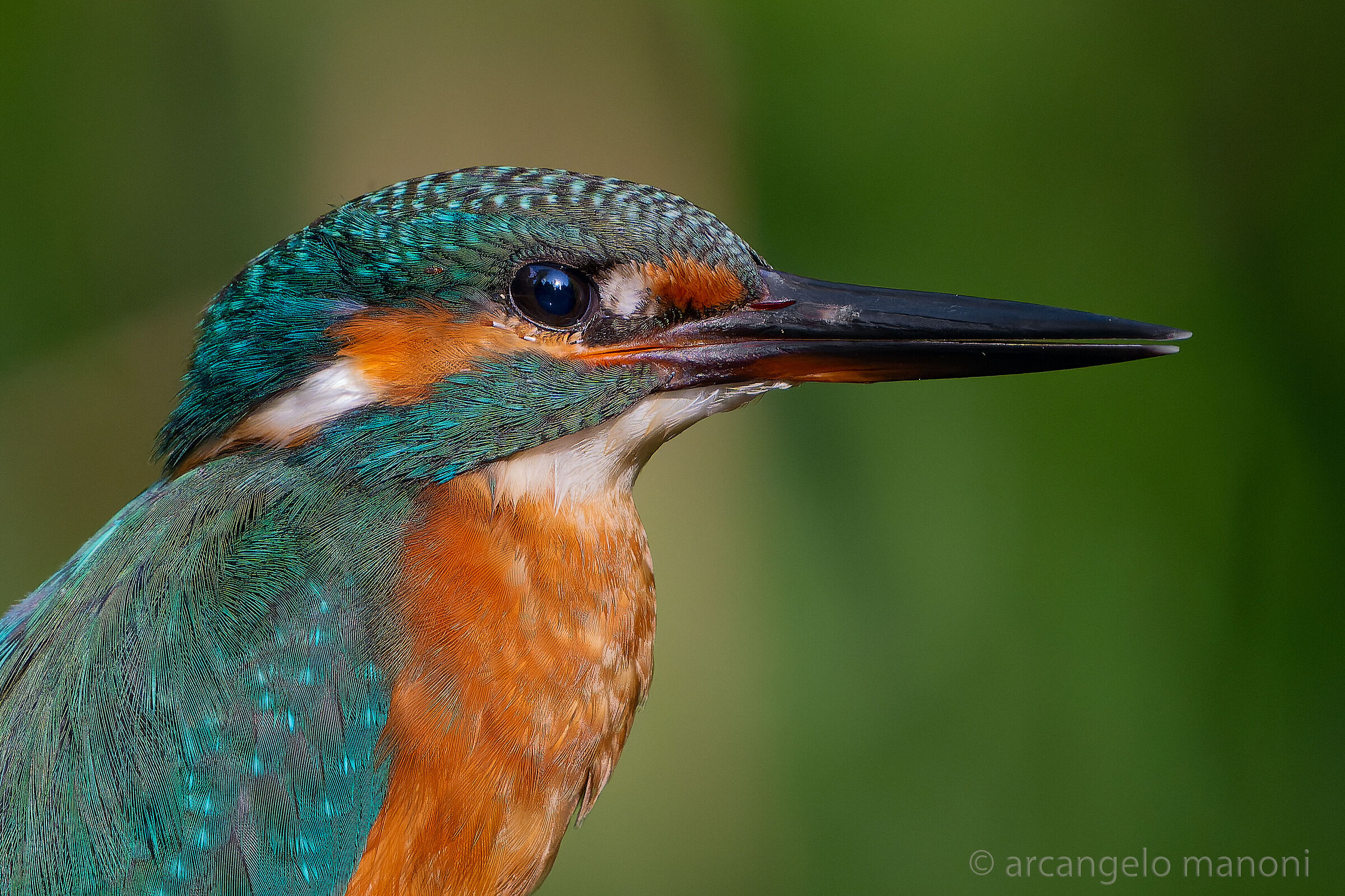 Formato tessera di martina