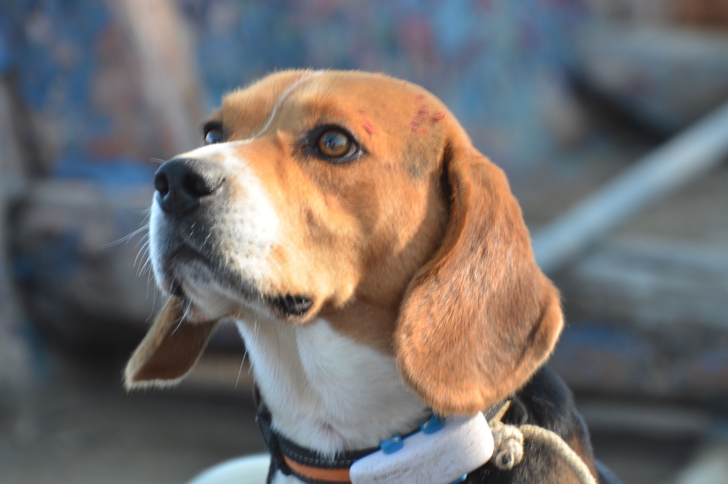 Beagle