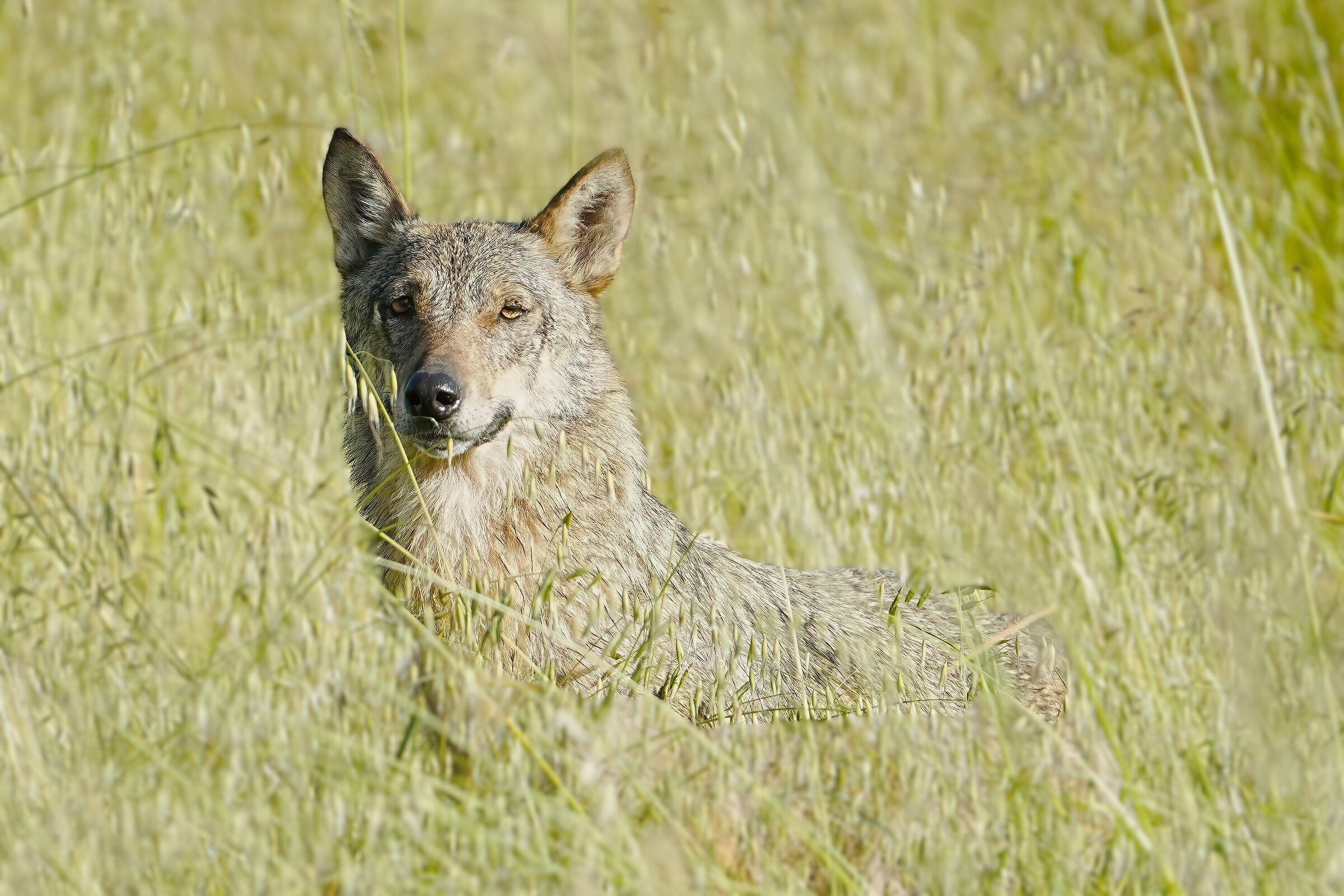 incontri ravvicinati-lupo