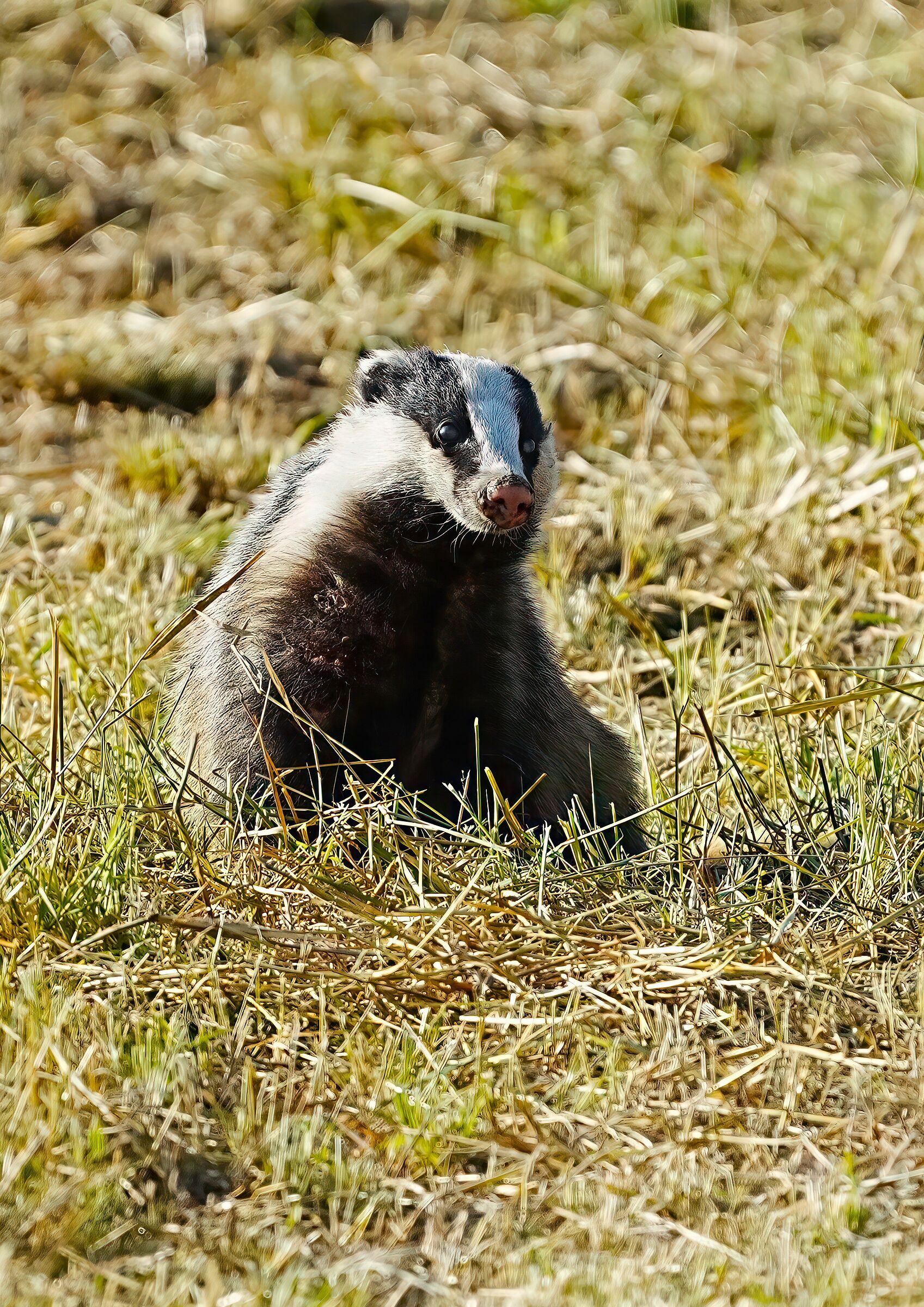 incontri ravvicinati-tasso