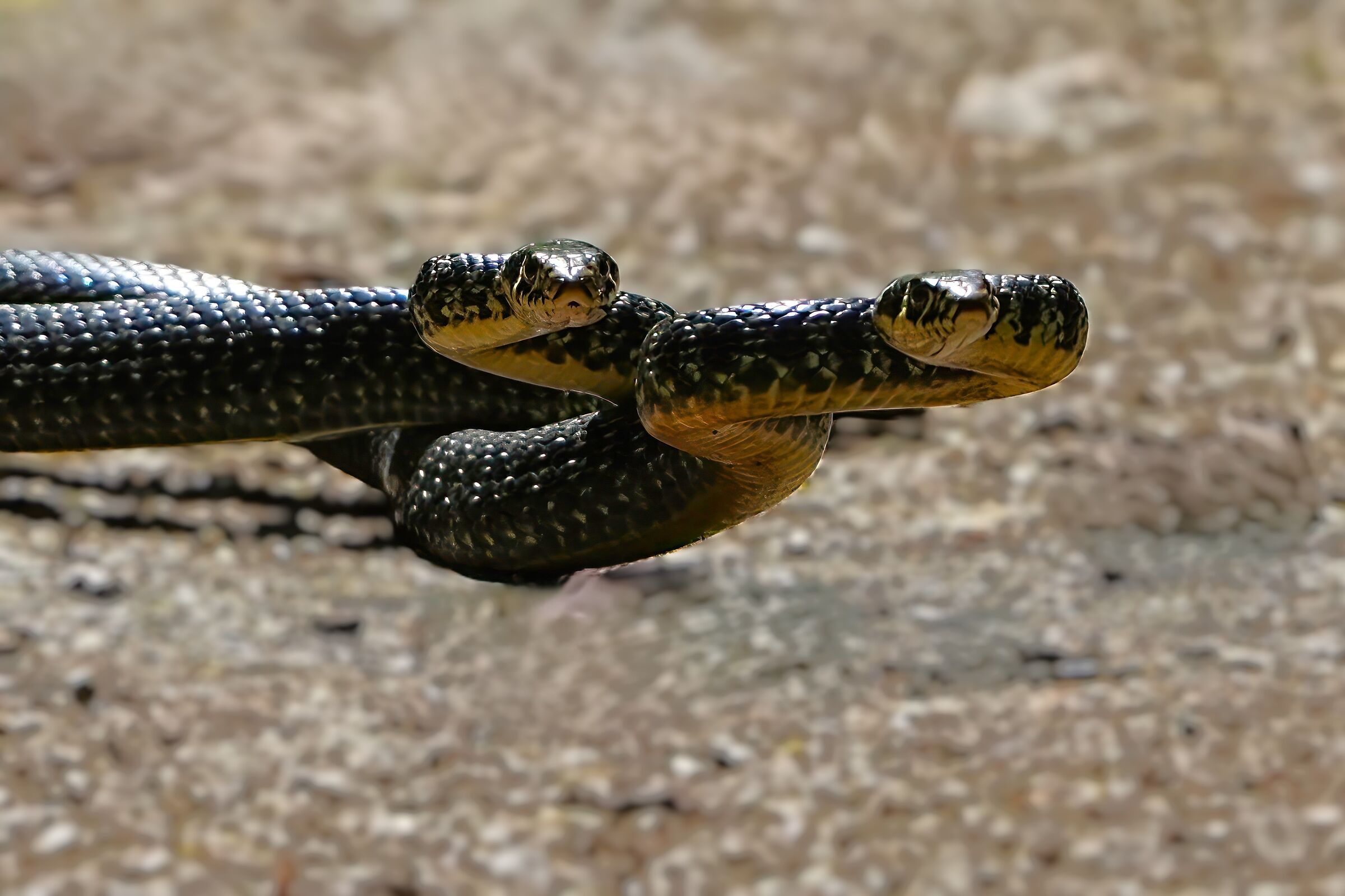 incontri ravvicinati-biscia d'acqua
