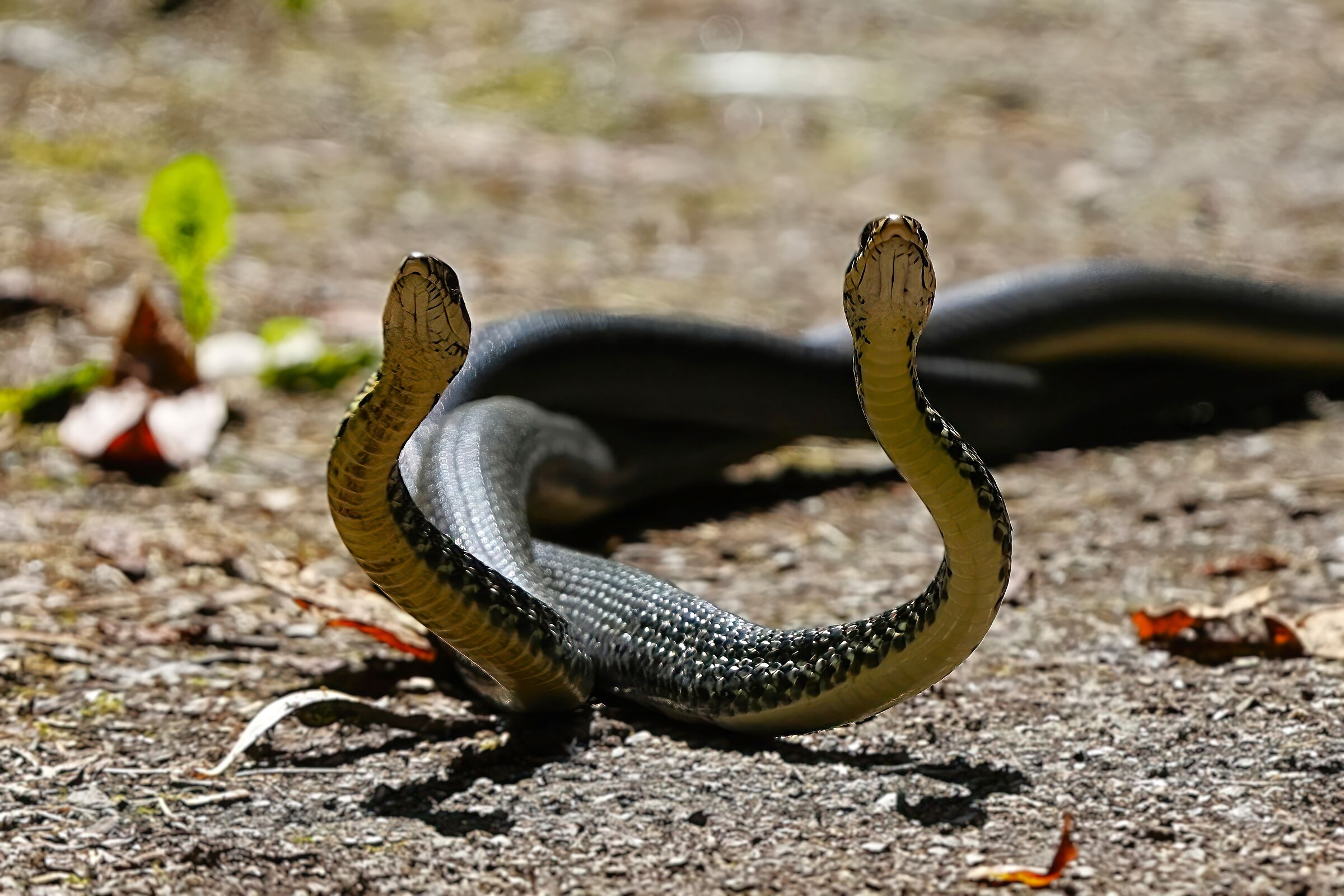 incontri ravvicinati-biscia d'acqua