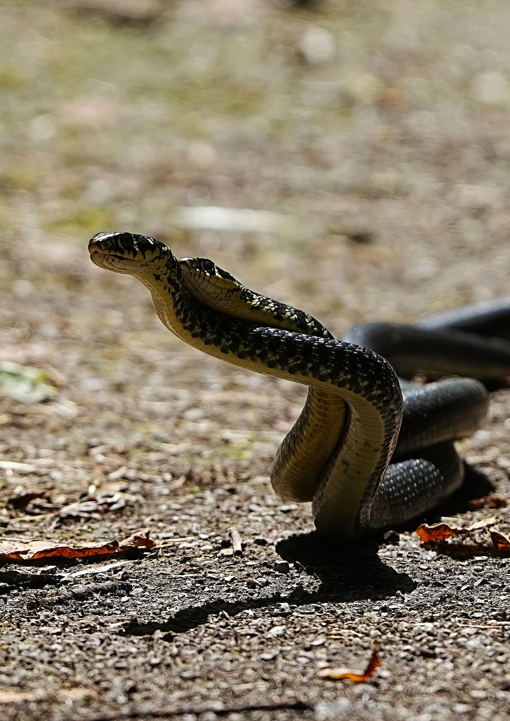 incontri ravvicinati- biscia d'acqua