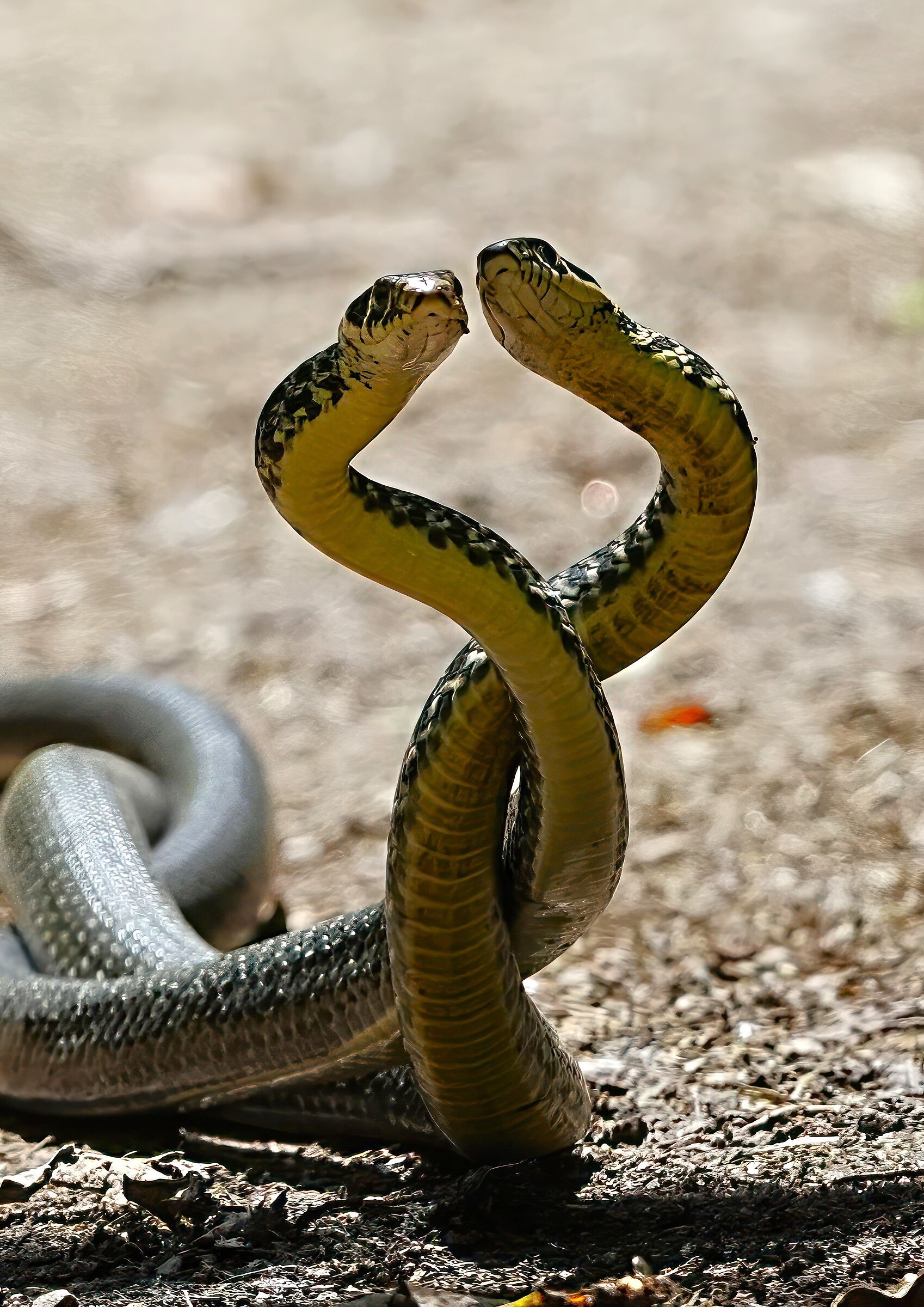 incontri ravvicinati-biscia d'acqua
