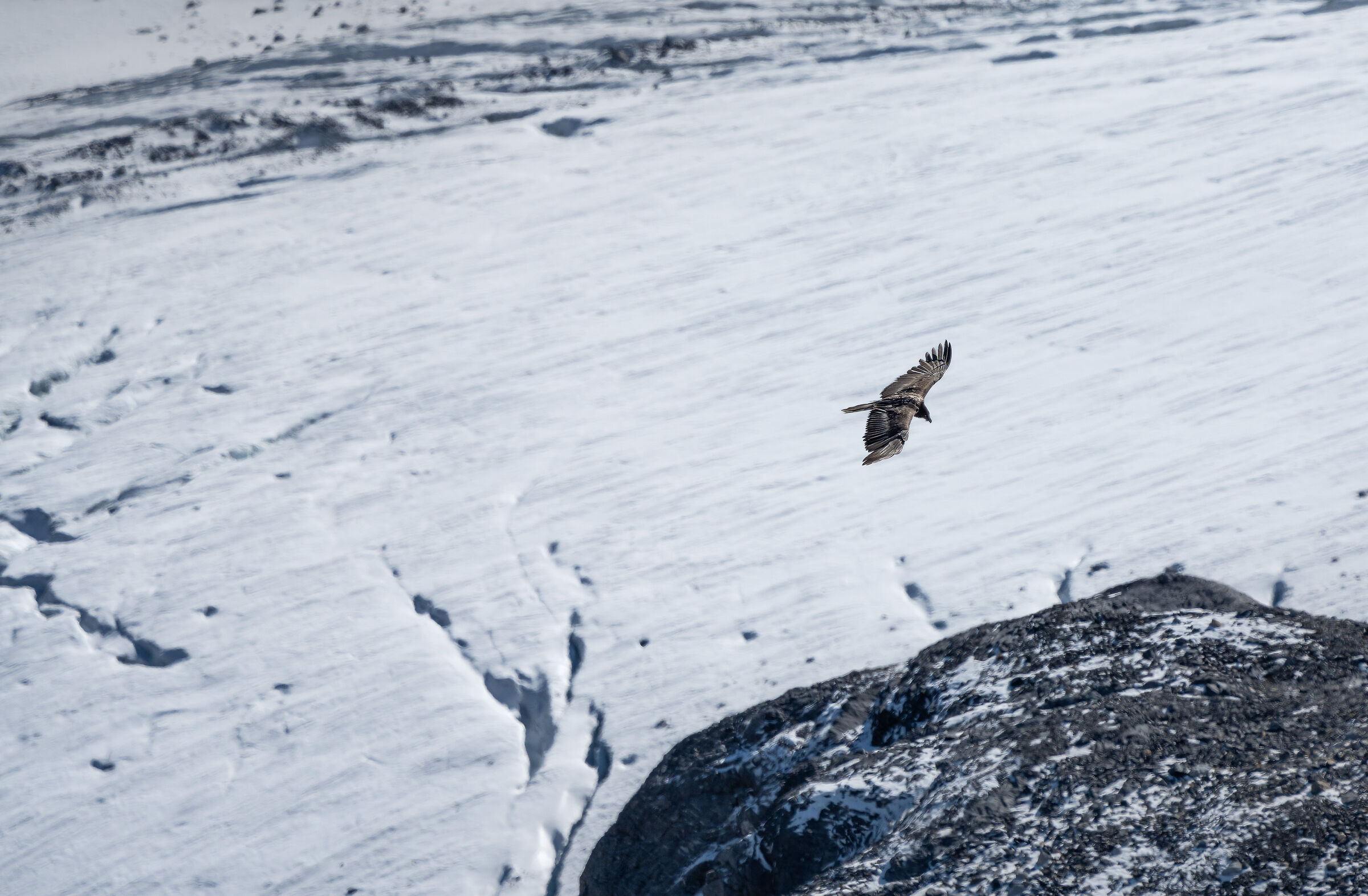 The young bearded vulture and the old glacier