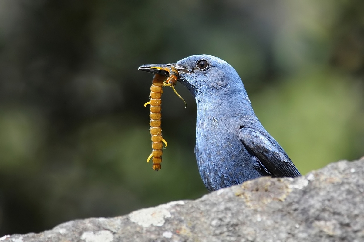 Blue Rock Thrush (2).