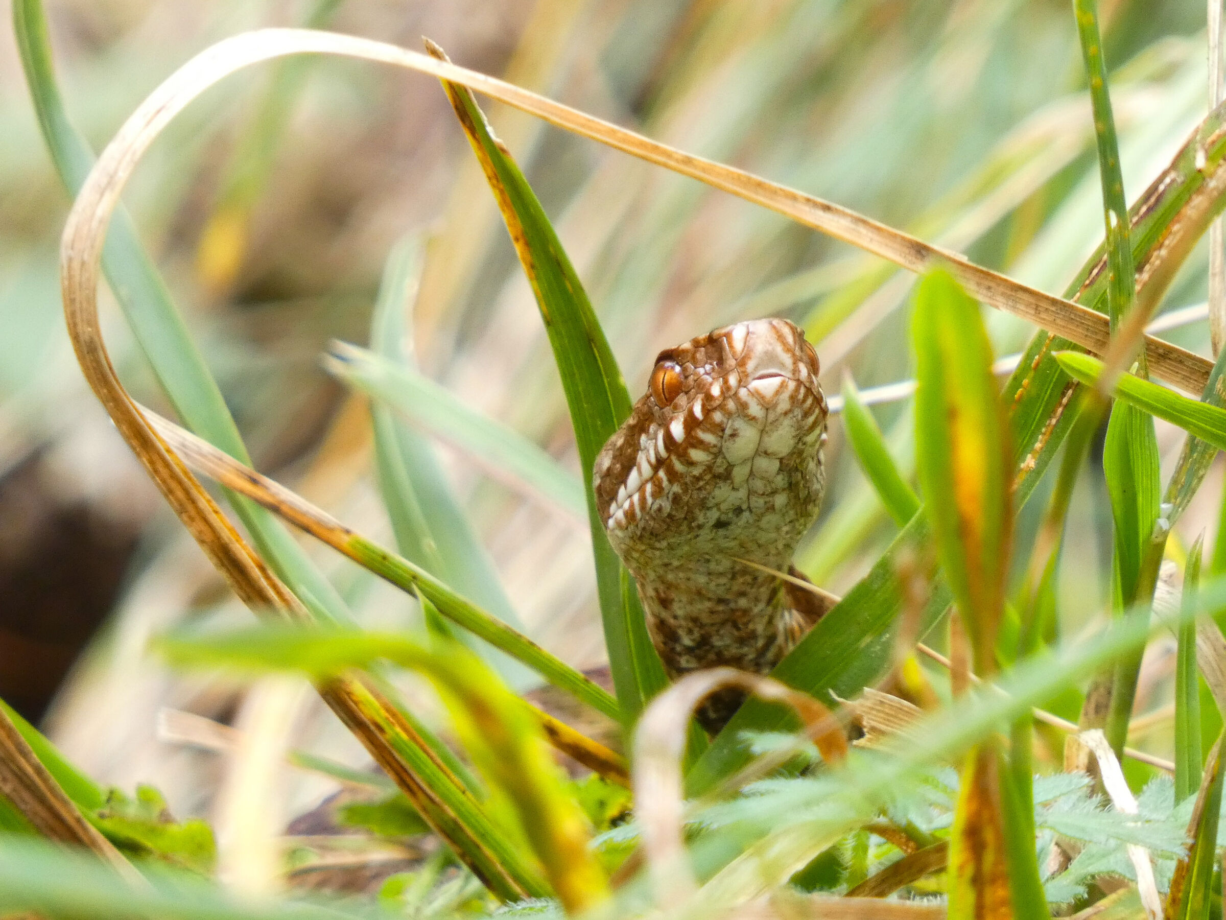 Vipera