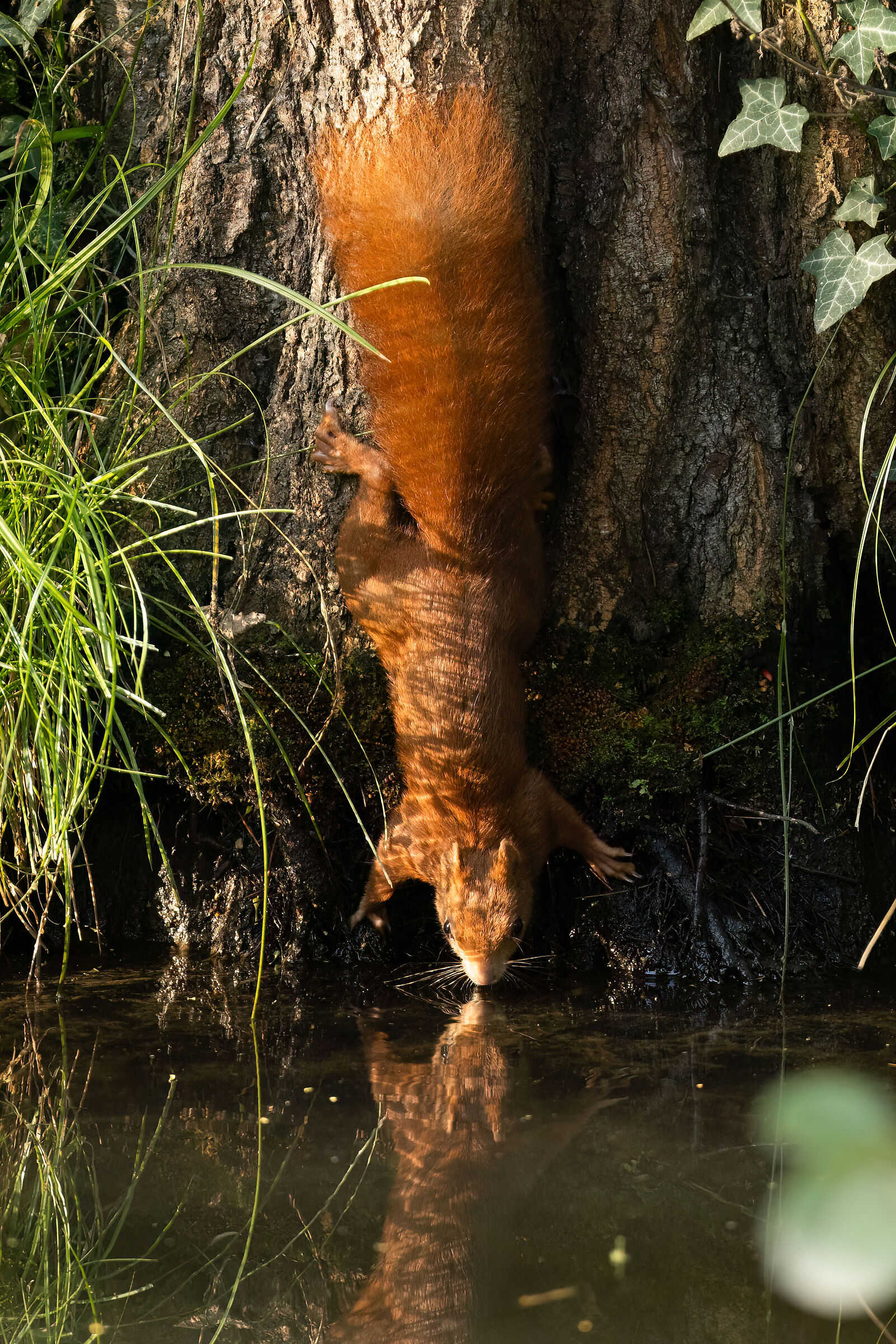 Thirsty Red Squirrel