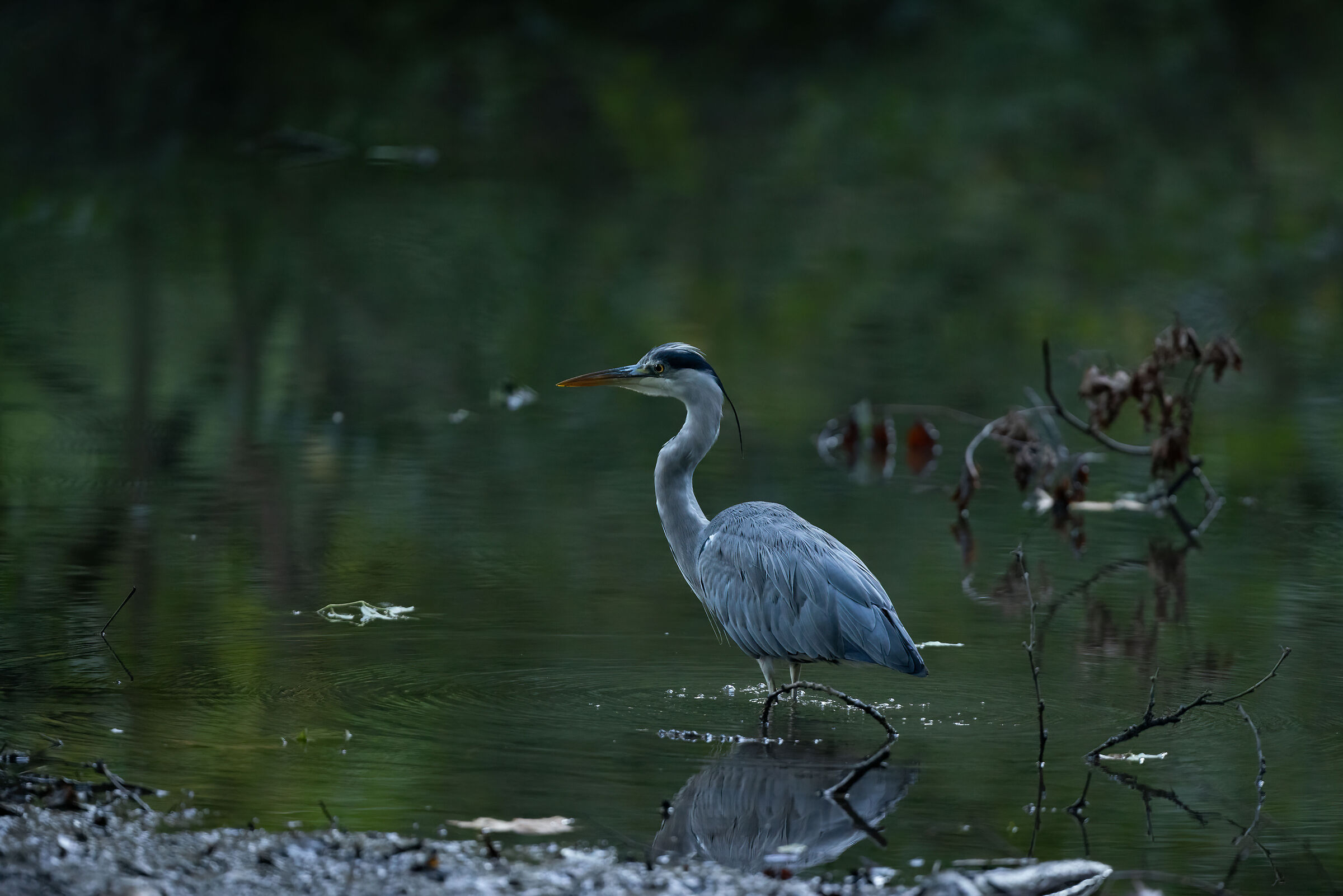 Heron at sunrise