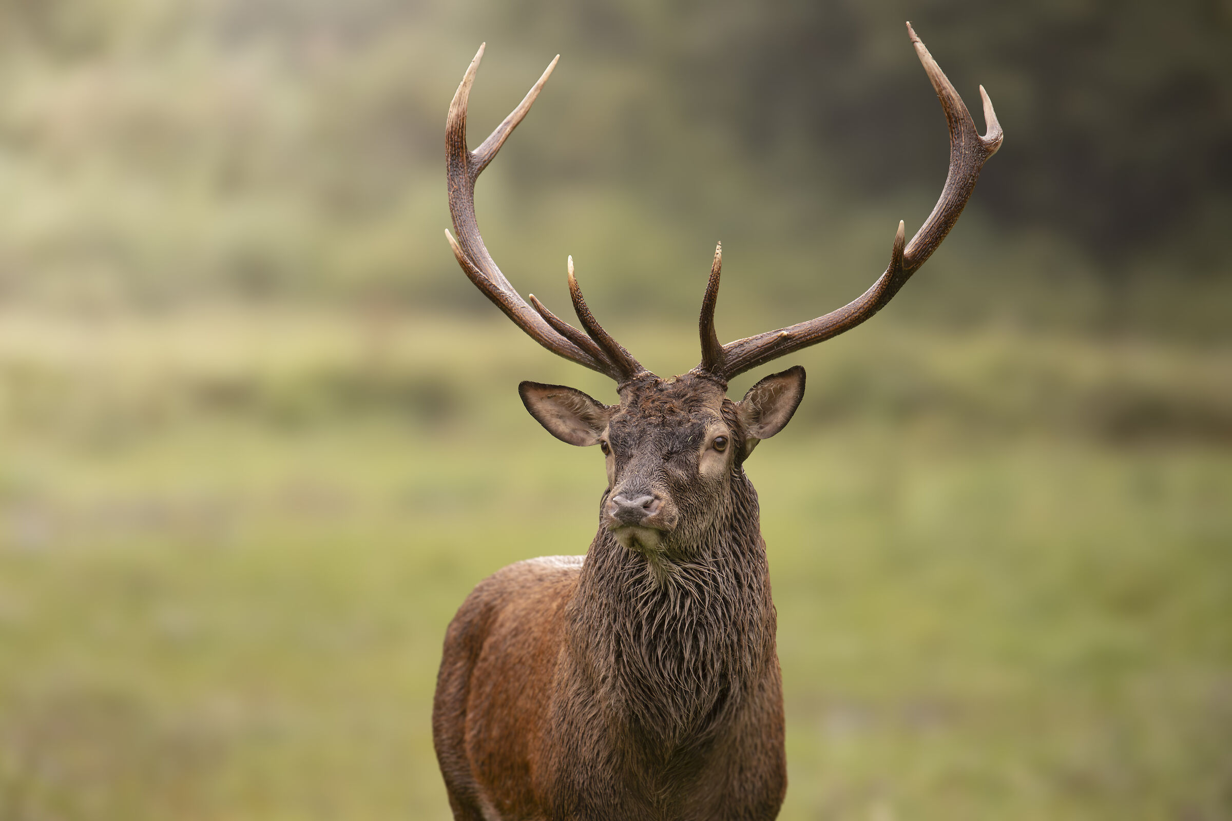 Portrait of a roaring deer 2024