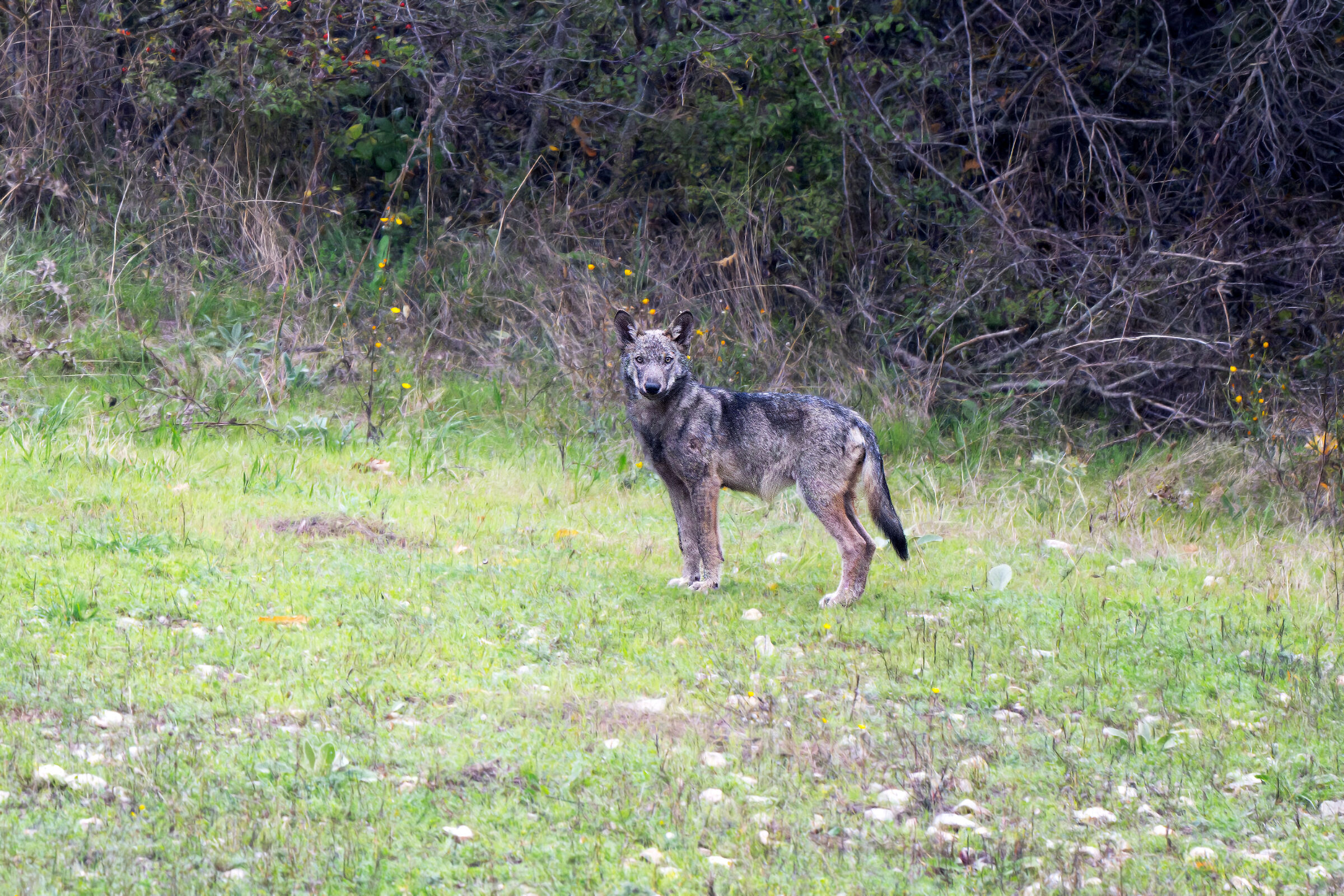 Apennine wolf
