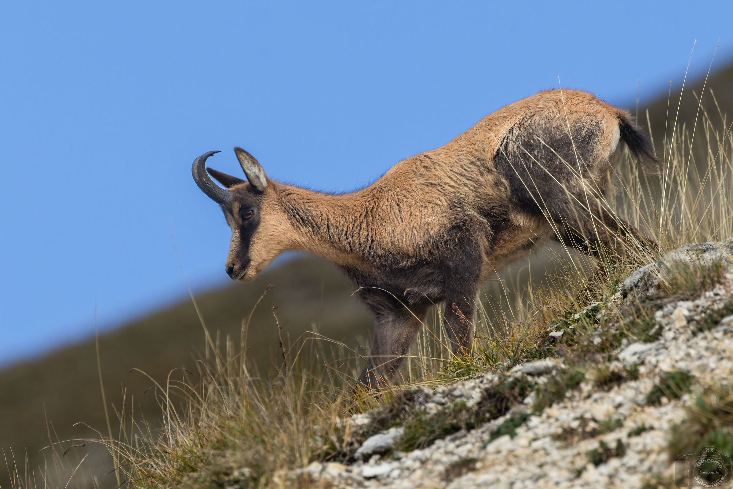 Young Chamois.