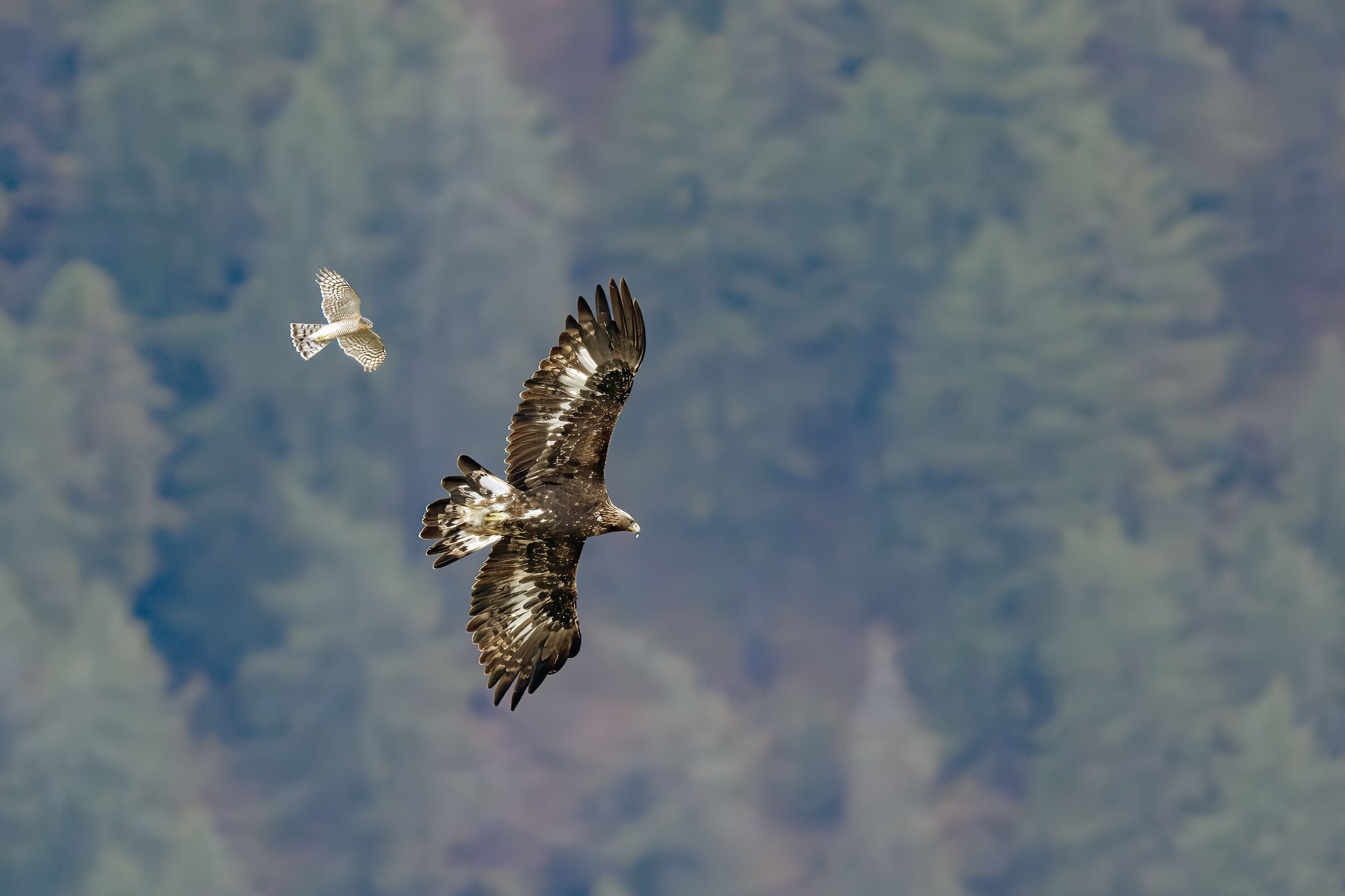 Golden Eagle Italian Alps and Kestrel