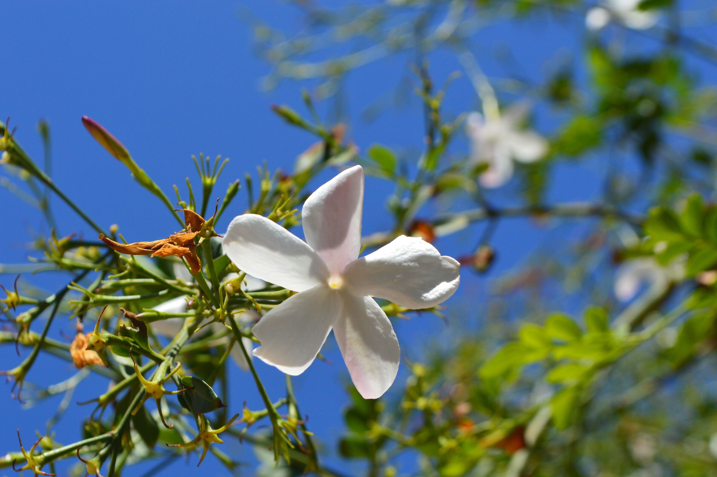 Jasmine, my favorite flower
