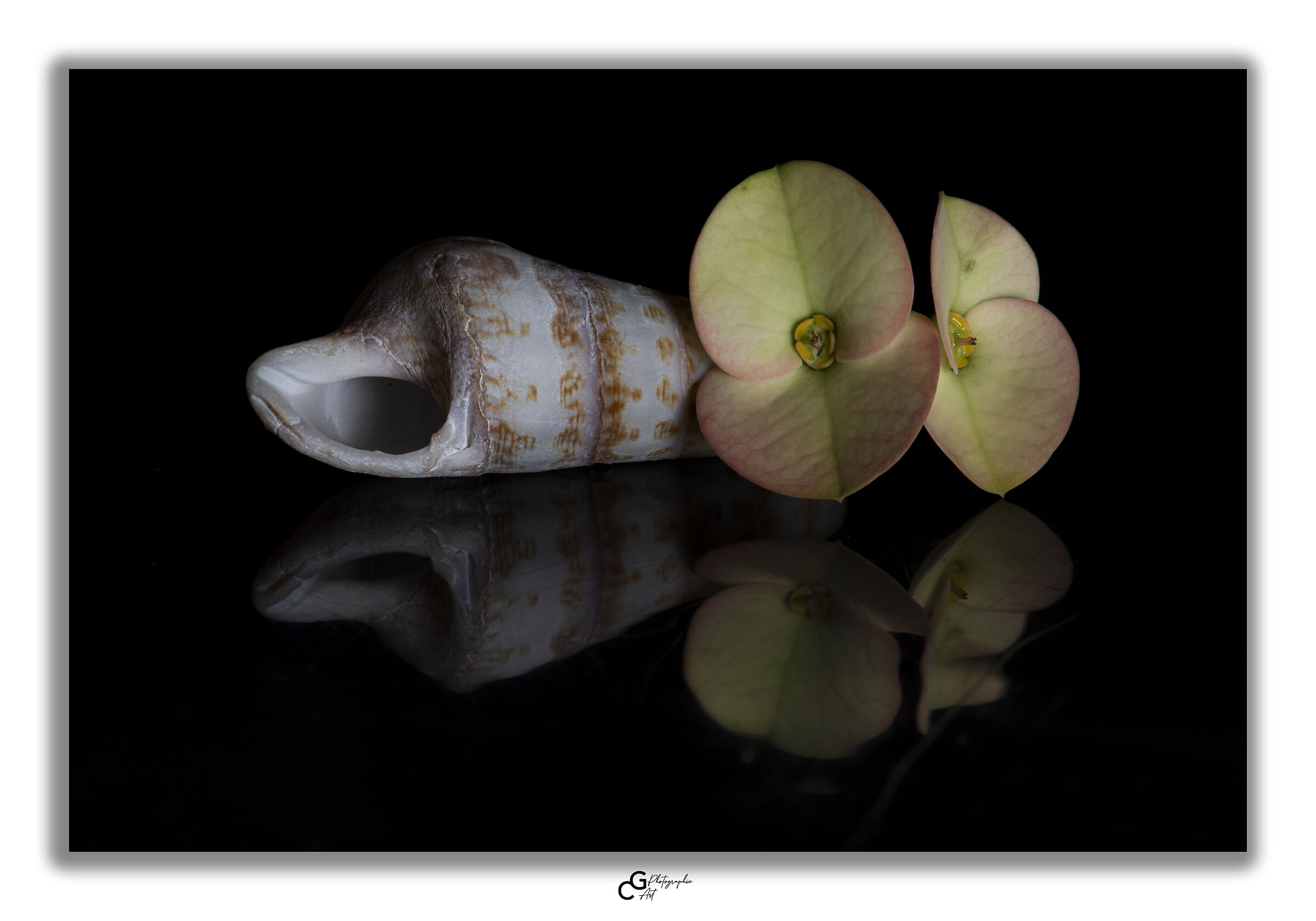 Still life flowers and shell