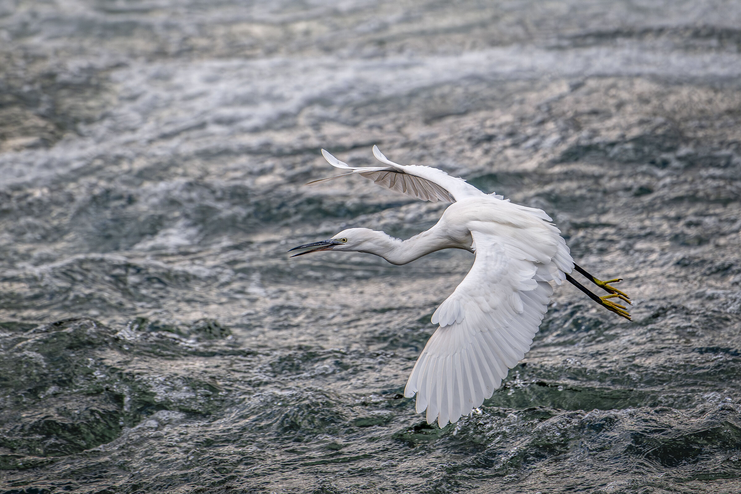 Egret in flight
