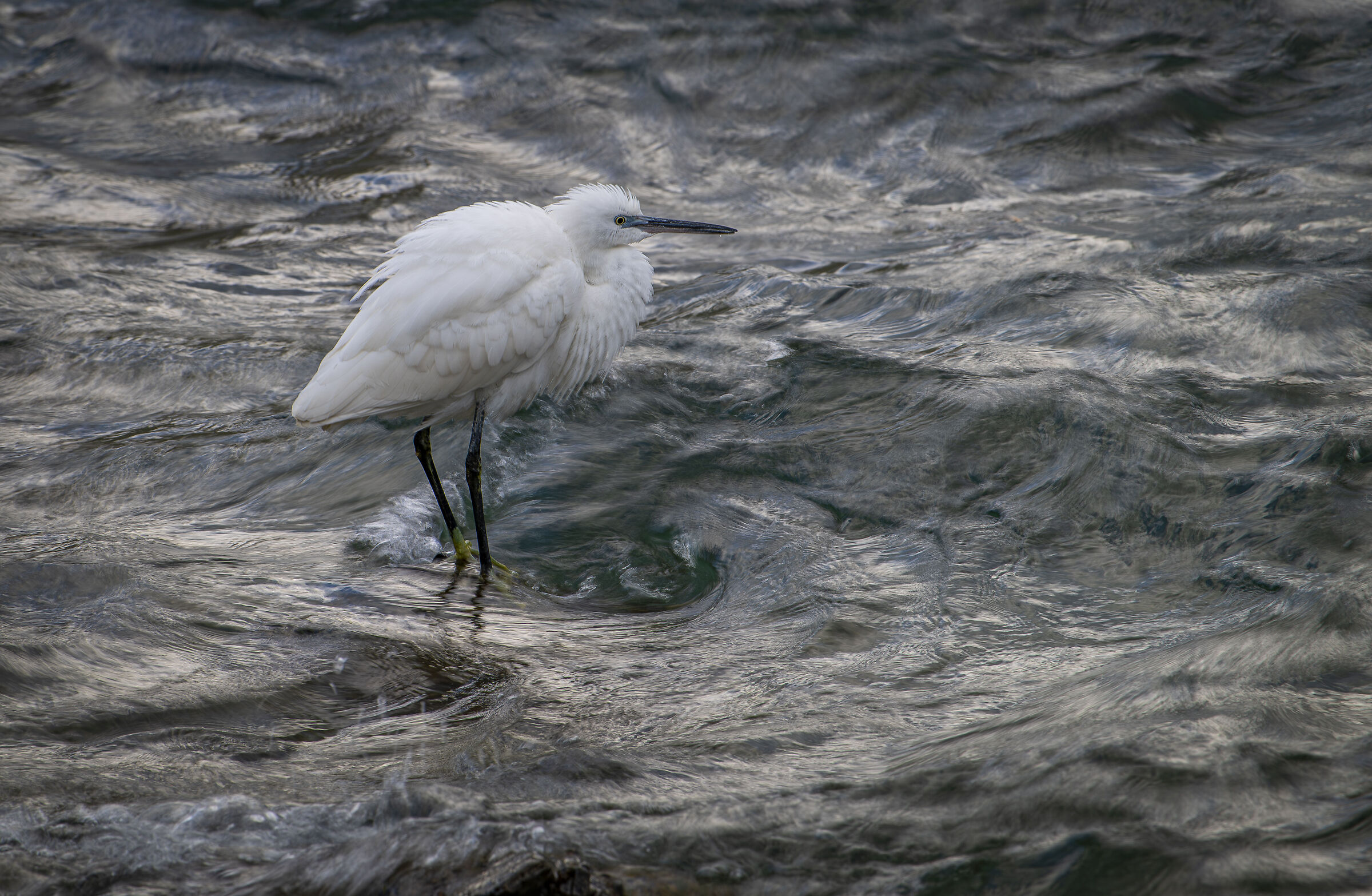 Disheveled egret