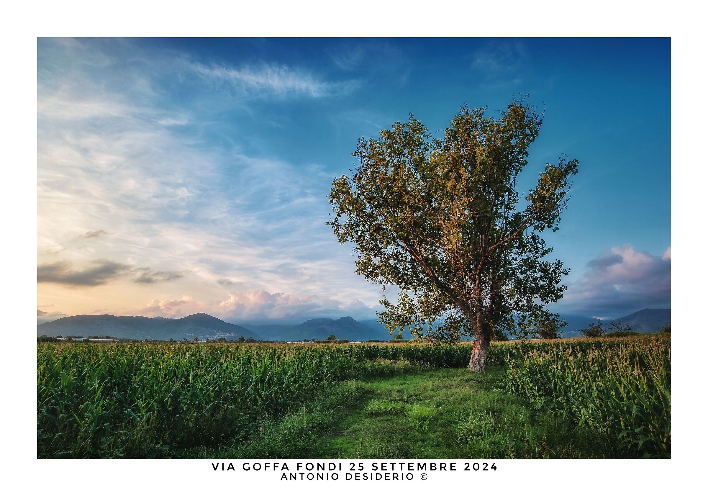 The tree and the corn.