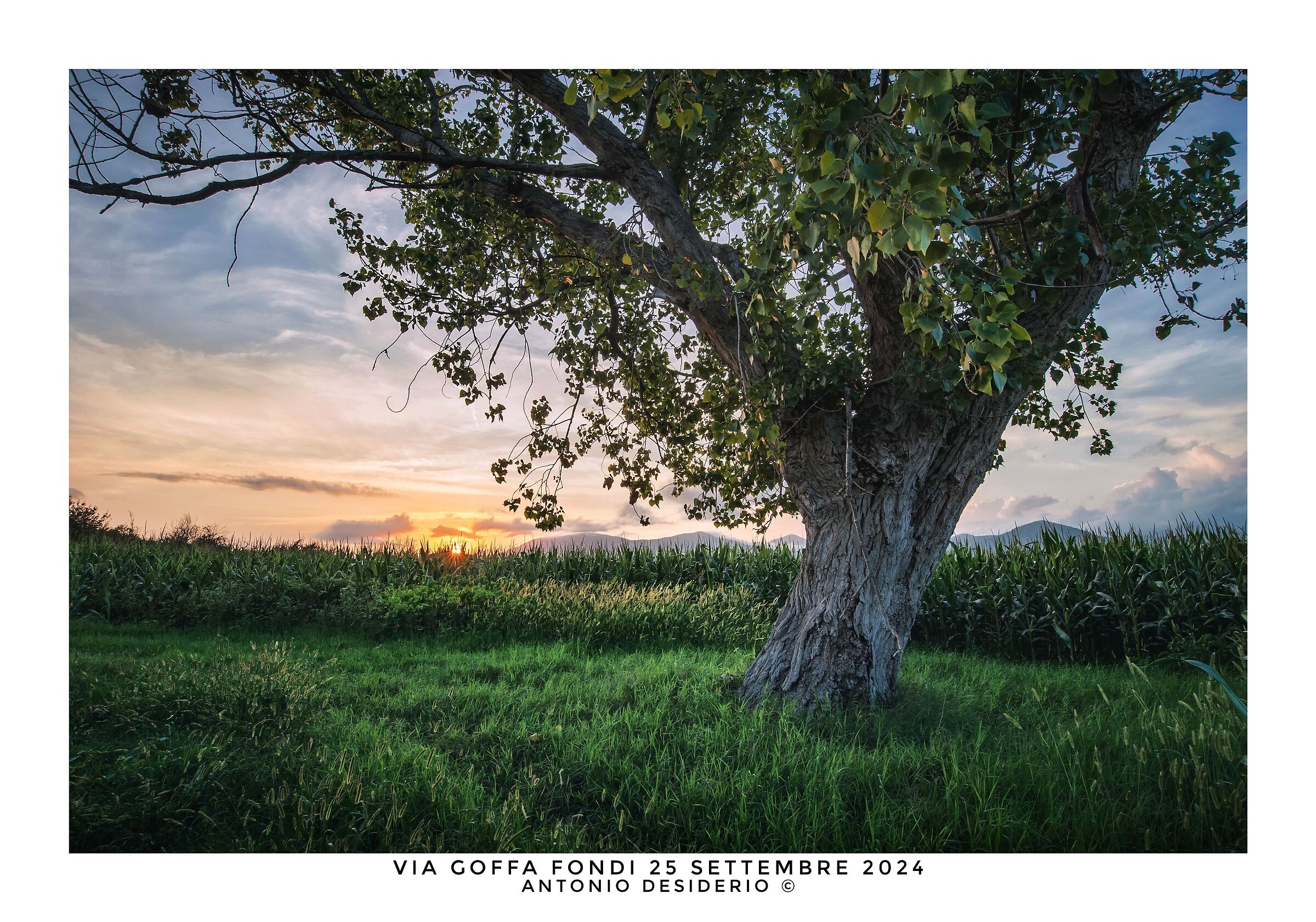 L'albero e il granturco.