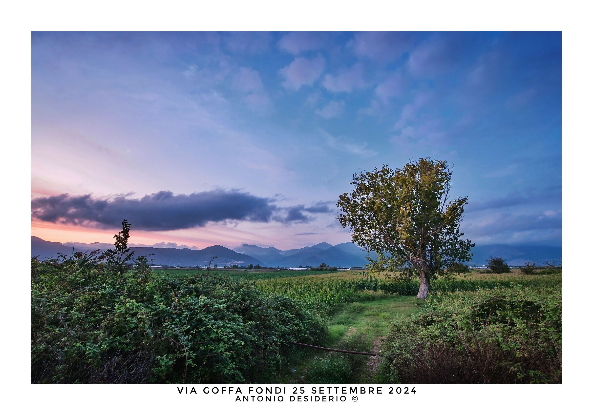 L'albero e il granturco.