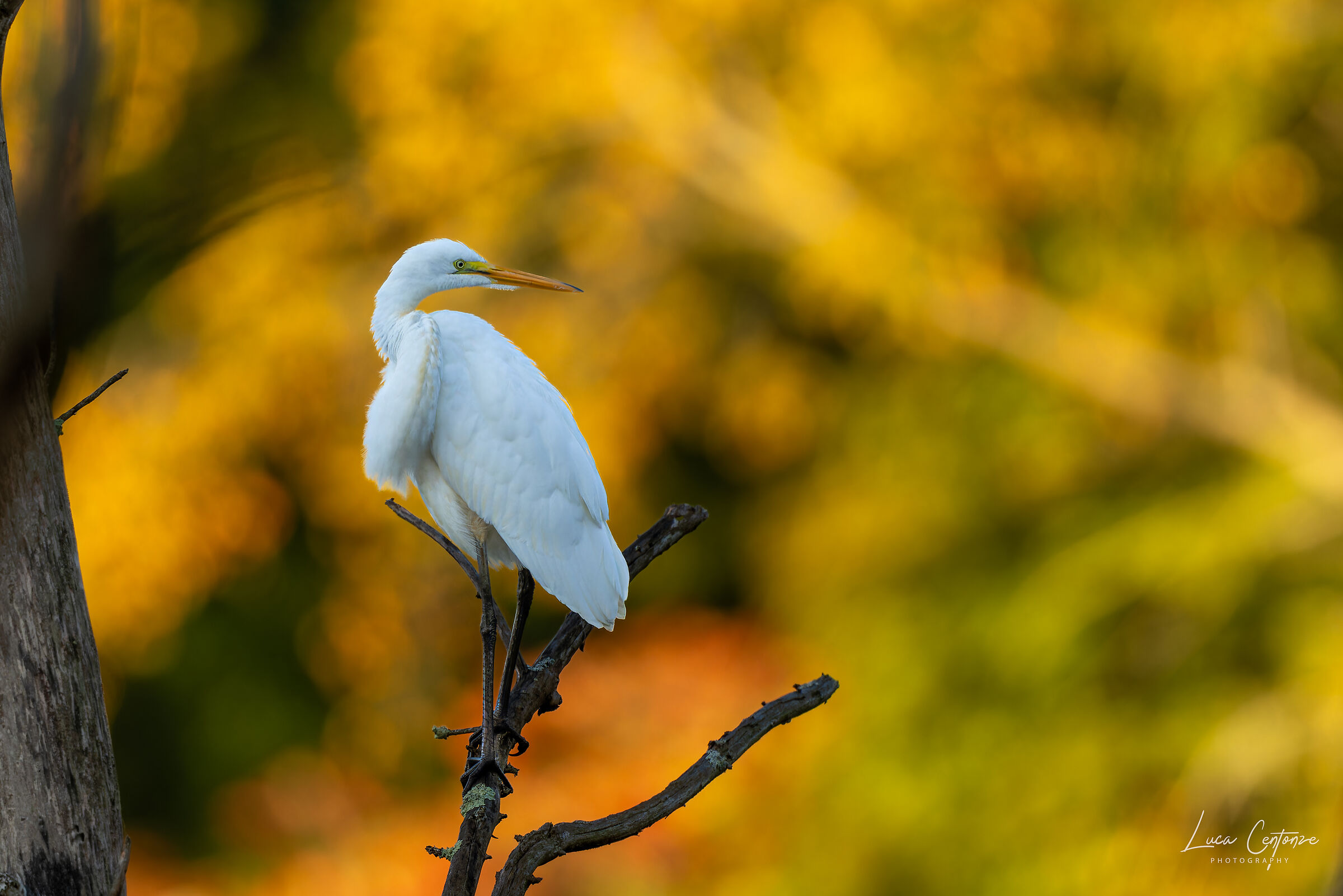Great Egret (Ardea alba)