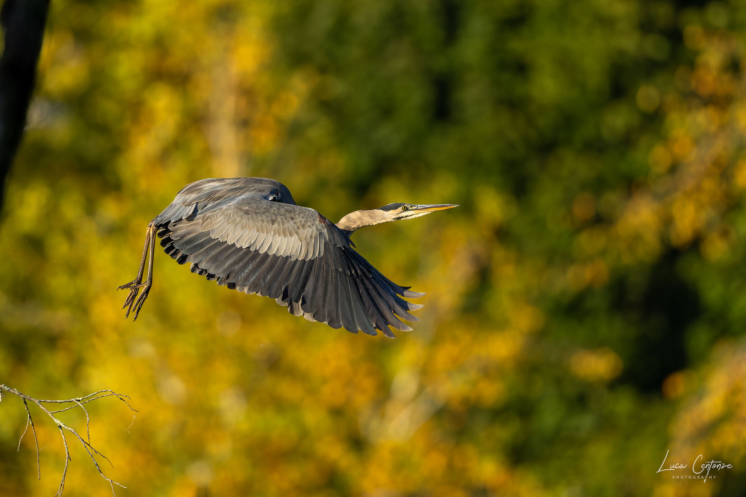 Great Blue Heron (Ardea herodias)