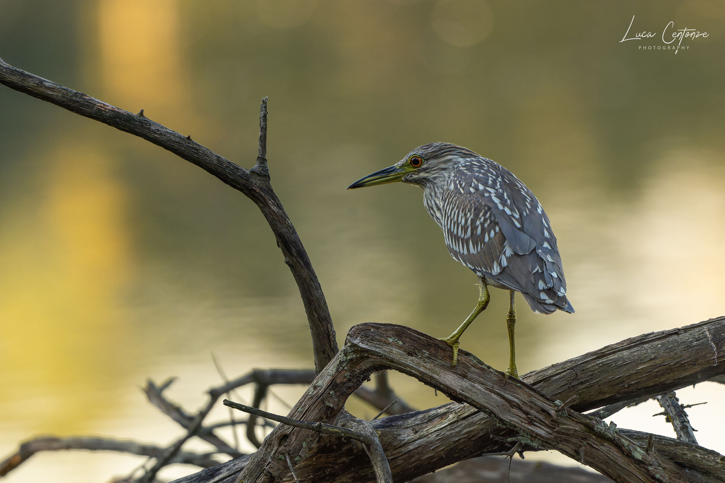 Black-crowned Night Heron (Nycticorax nycticorax)
