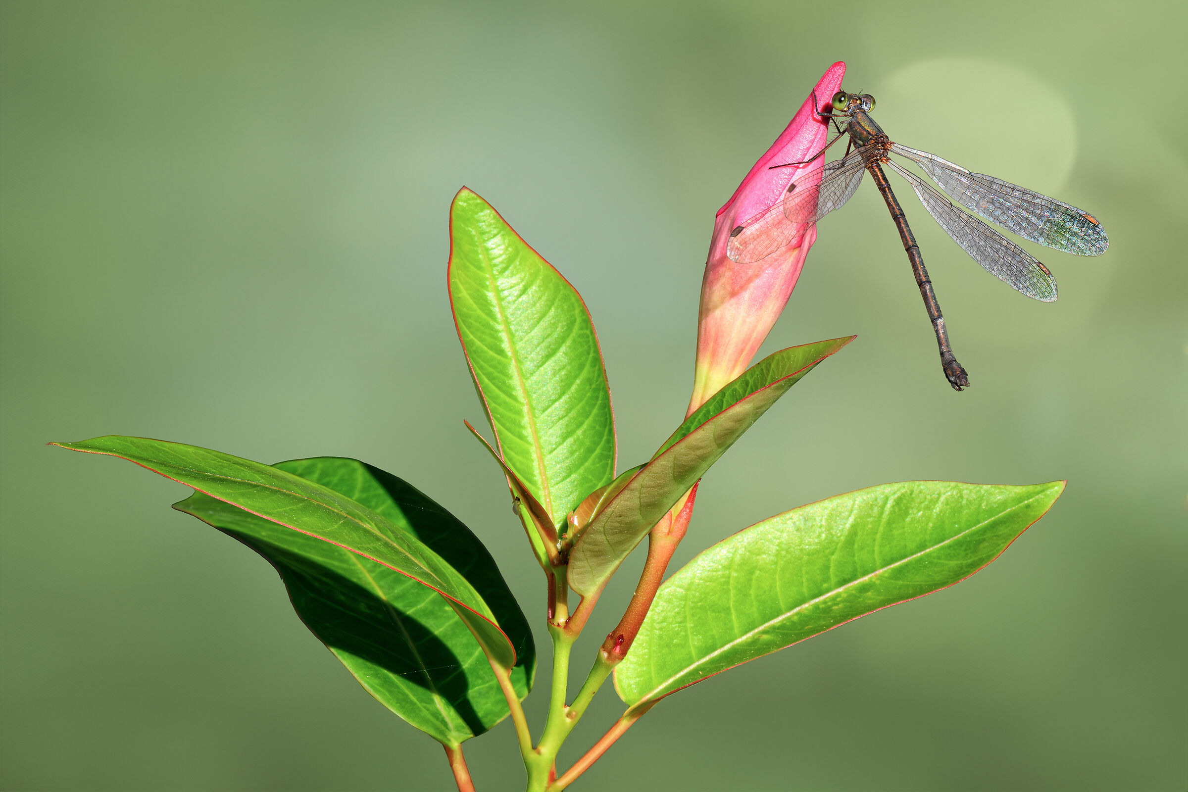 La libellula con gli occhi verdi