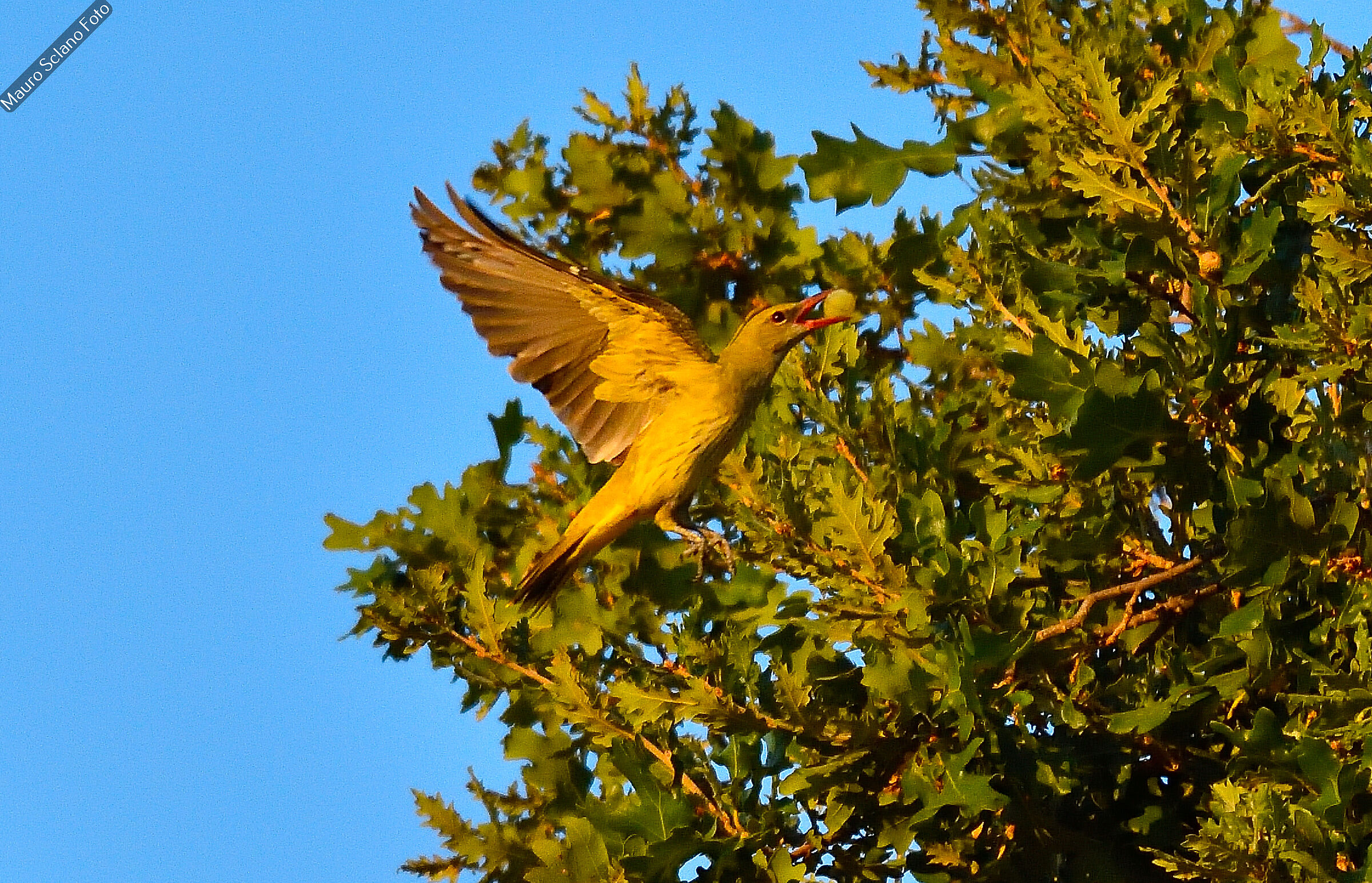 Flying oriole with grapes
