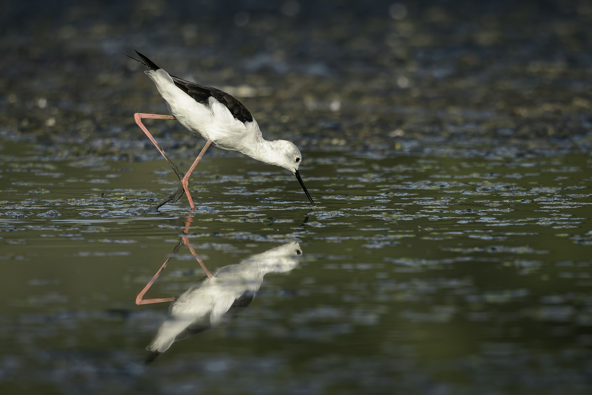 Black-winged Stilt