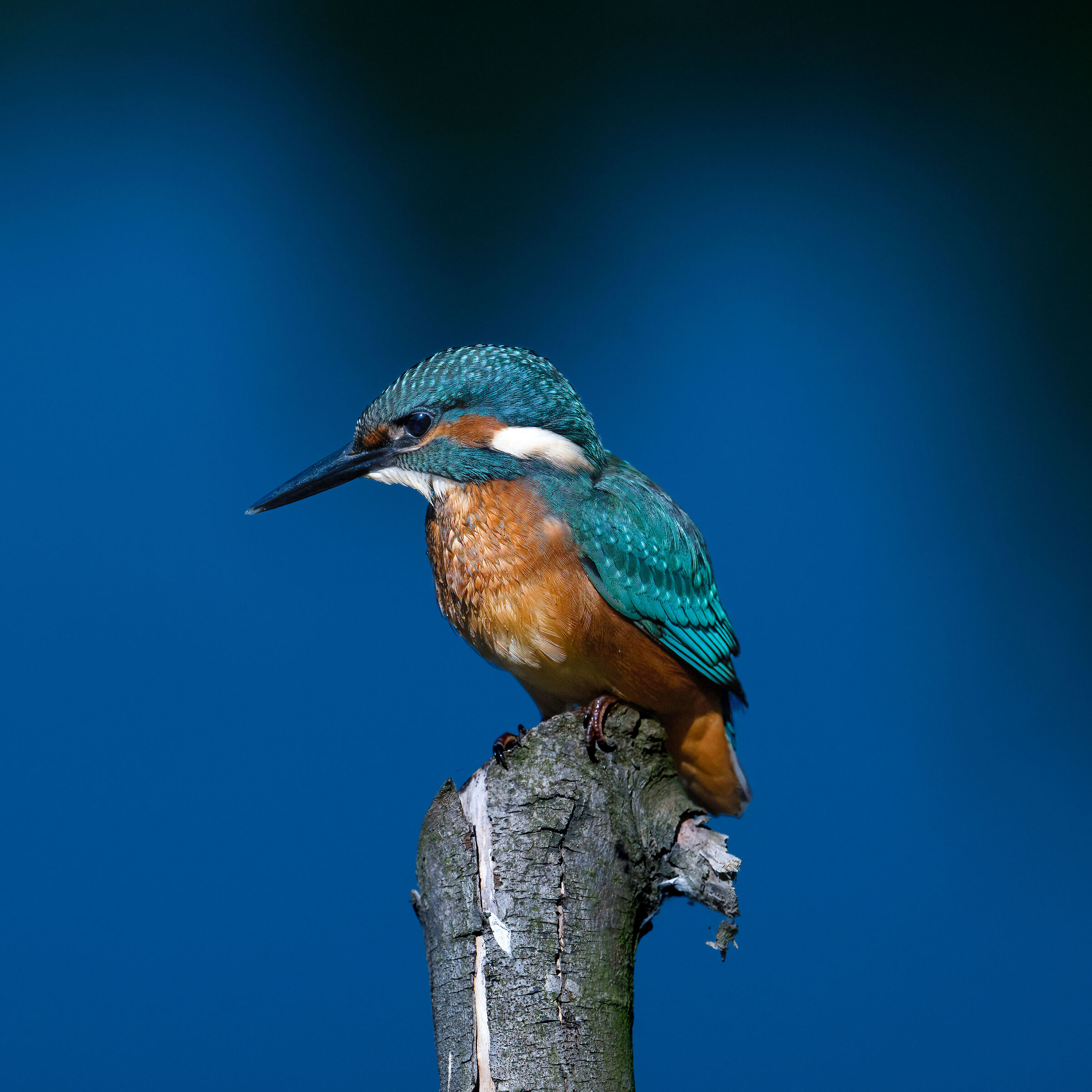 Martin Pescatore - Kingfisher