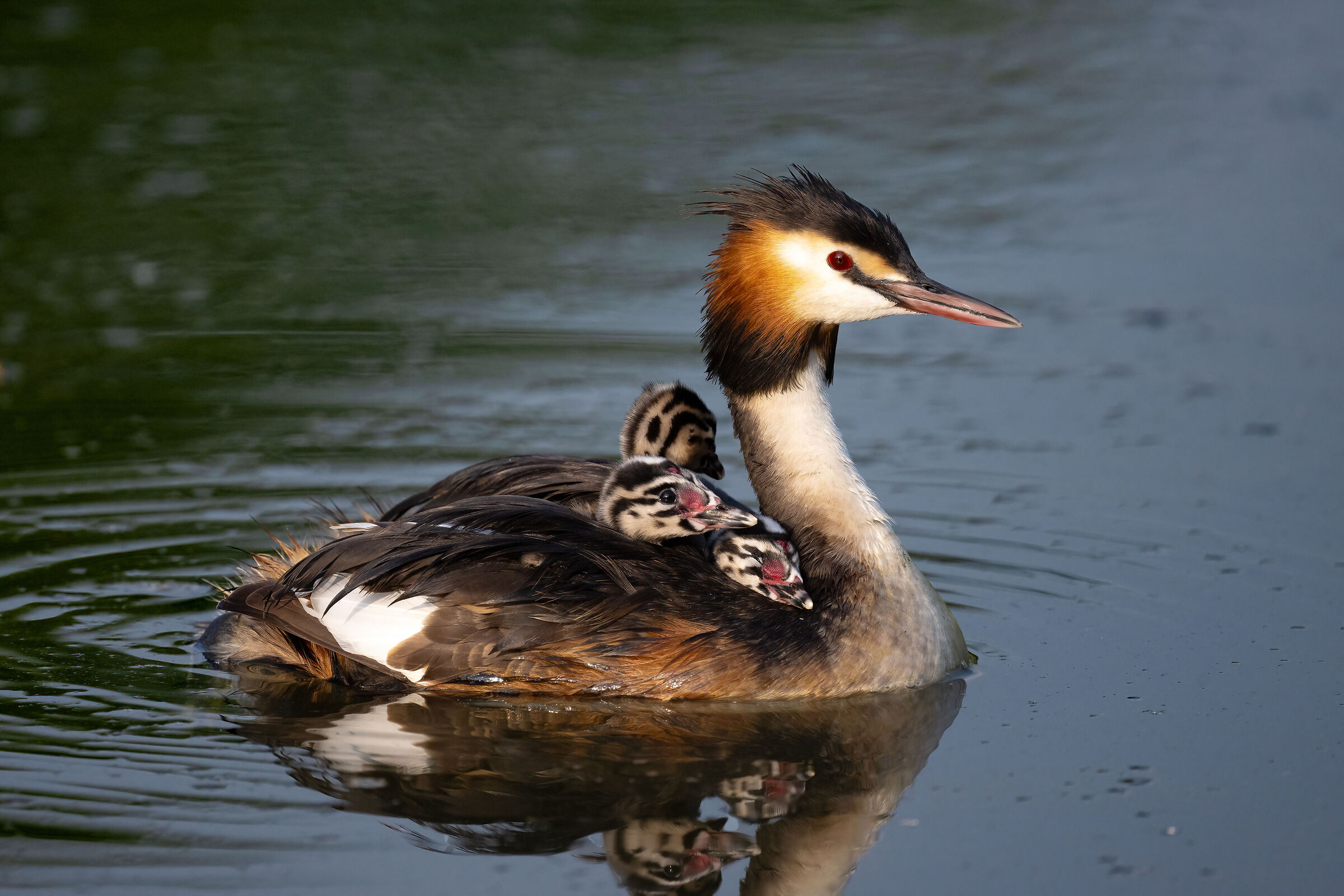 Great crested grebe