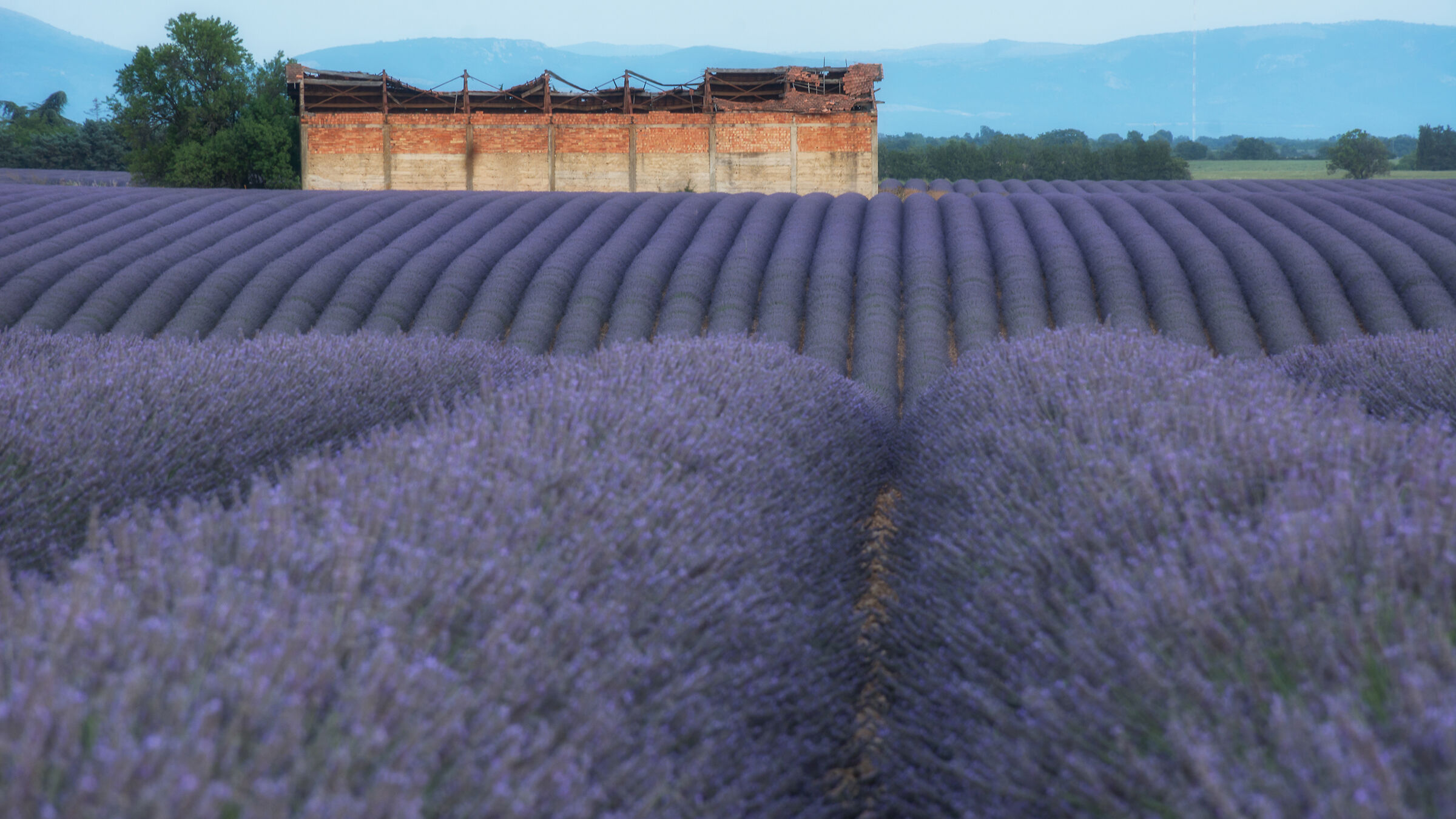 La magia di un campo di lavanda