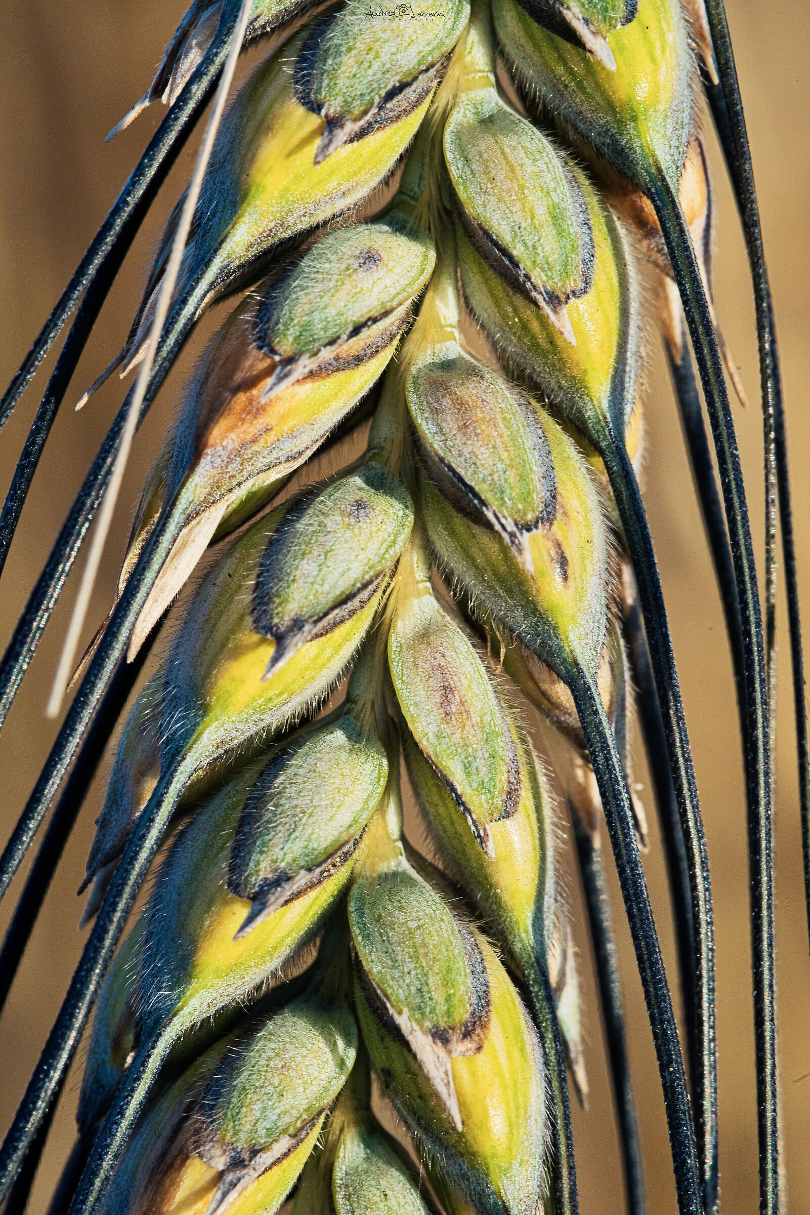 Grain