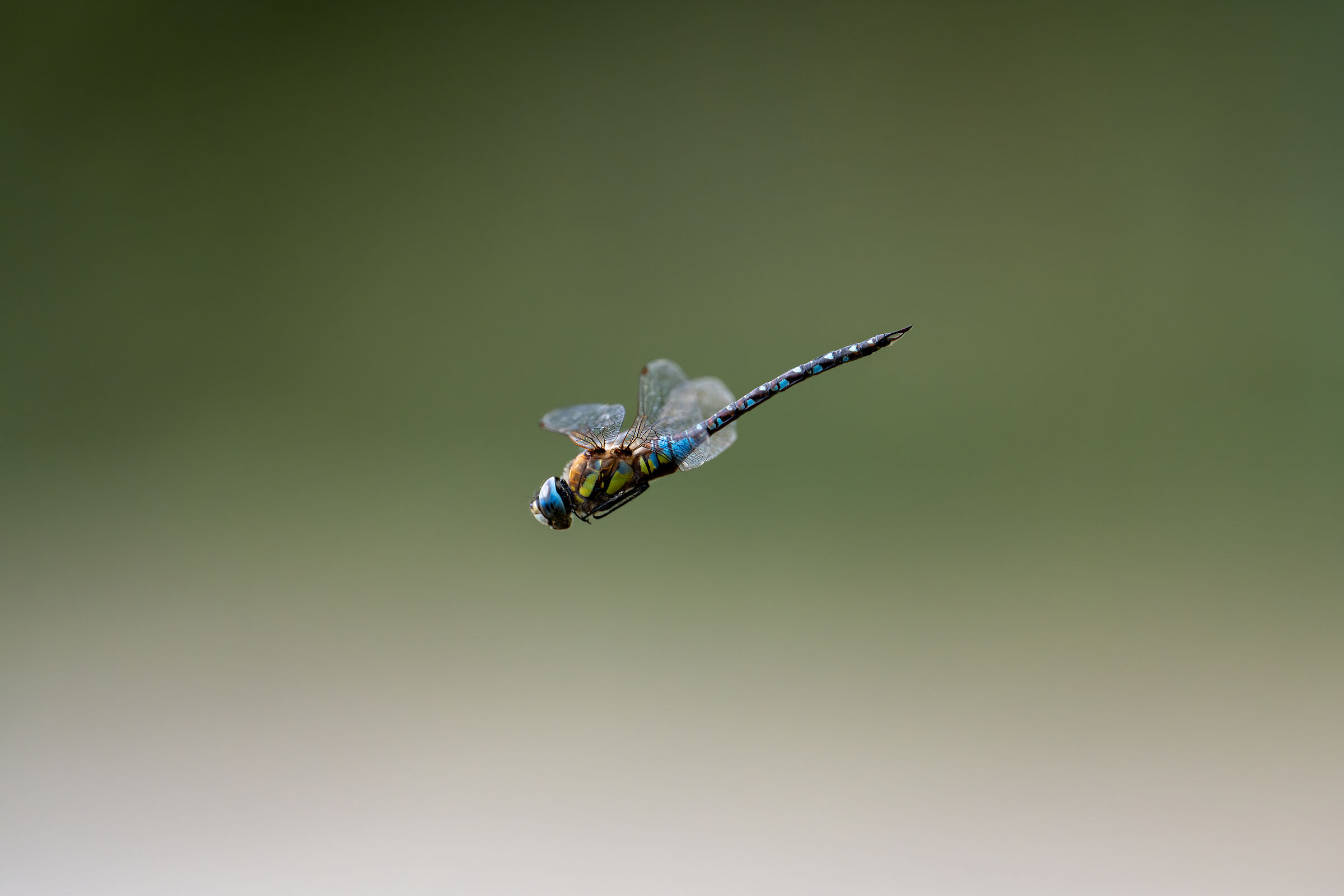 Dragonfly