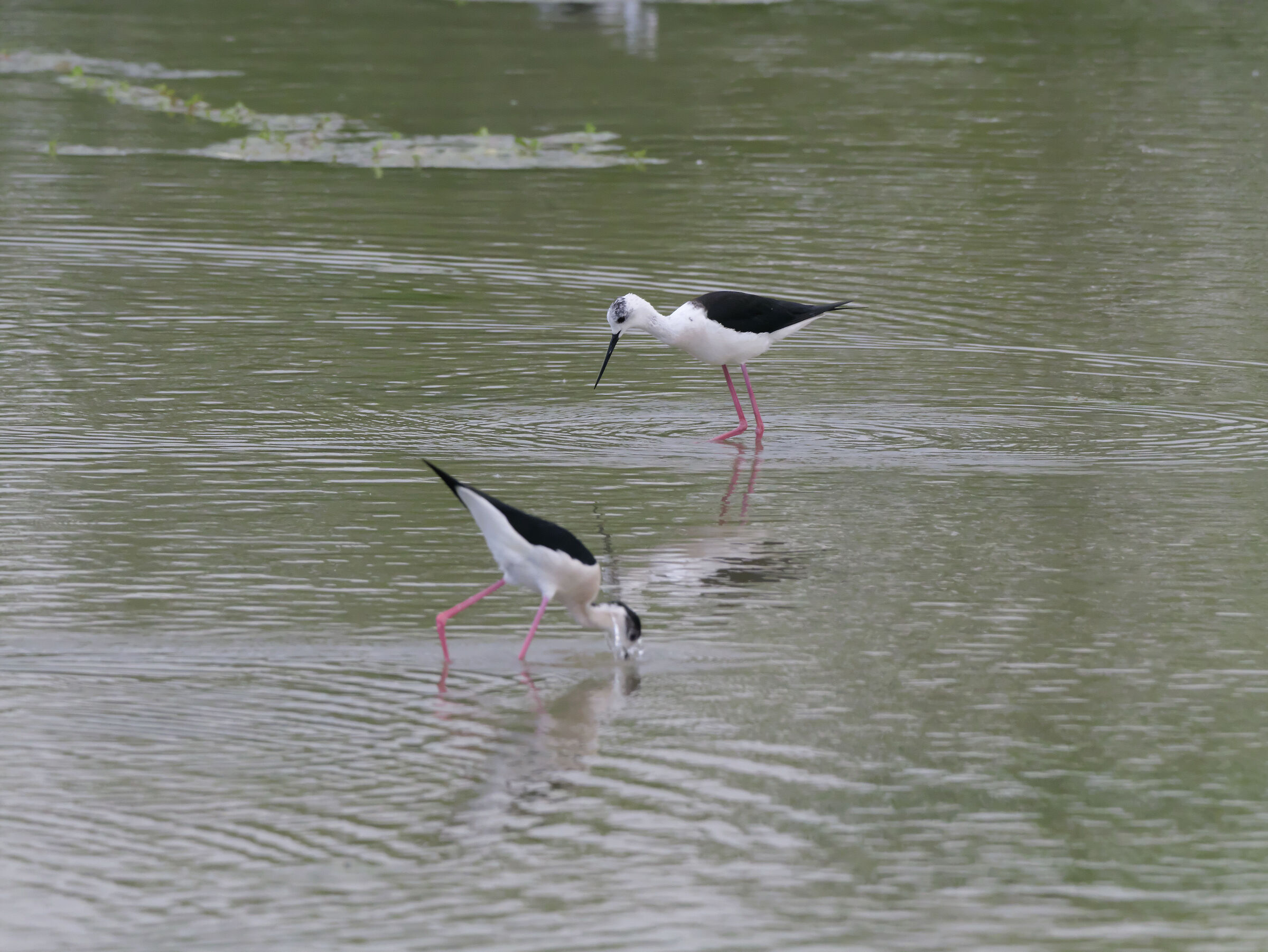 Black-winged Stilt