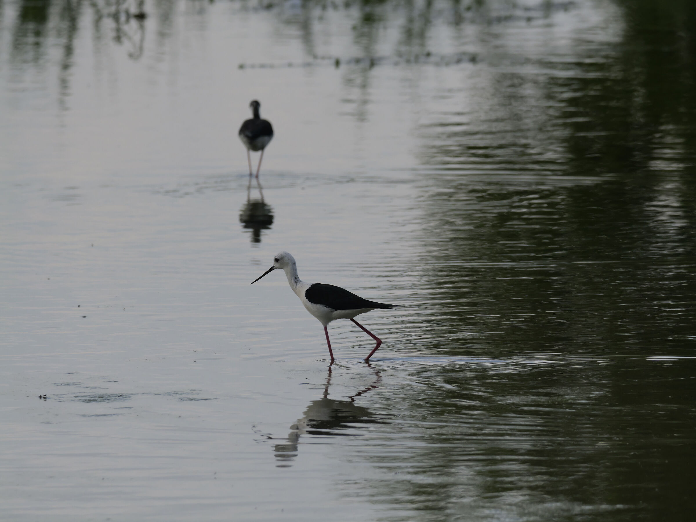 Black-winged Stilt