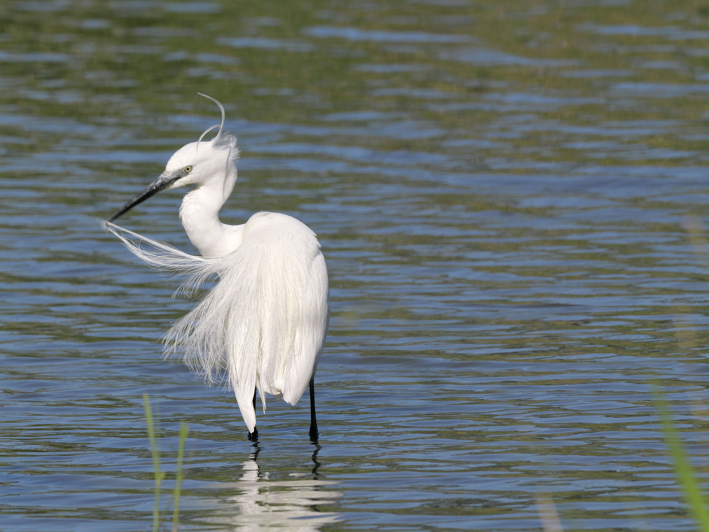 Egret