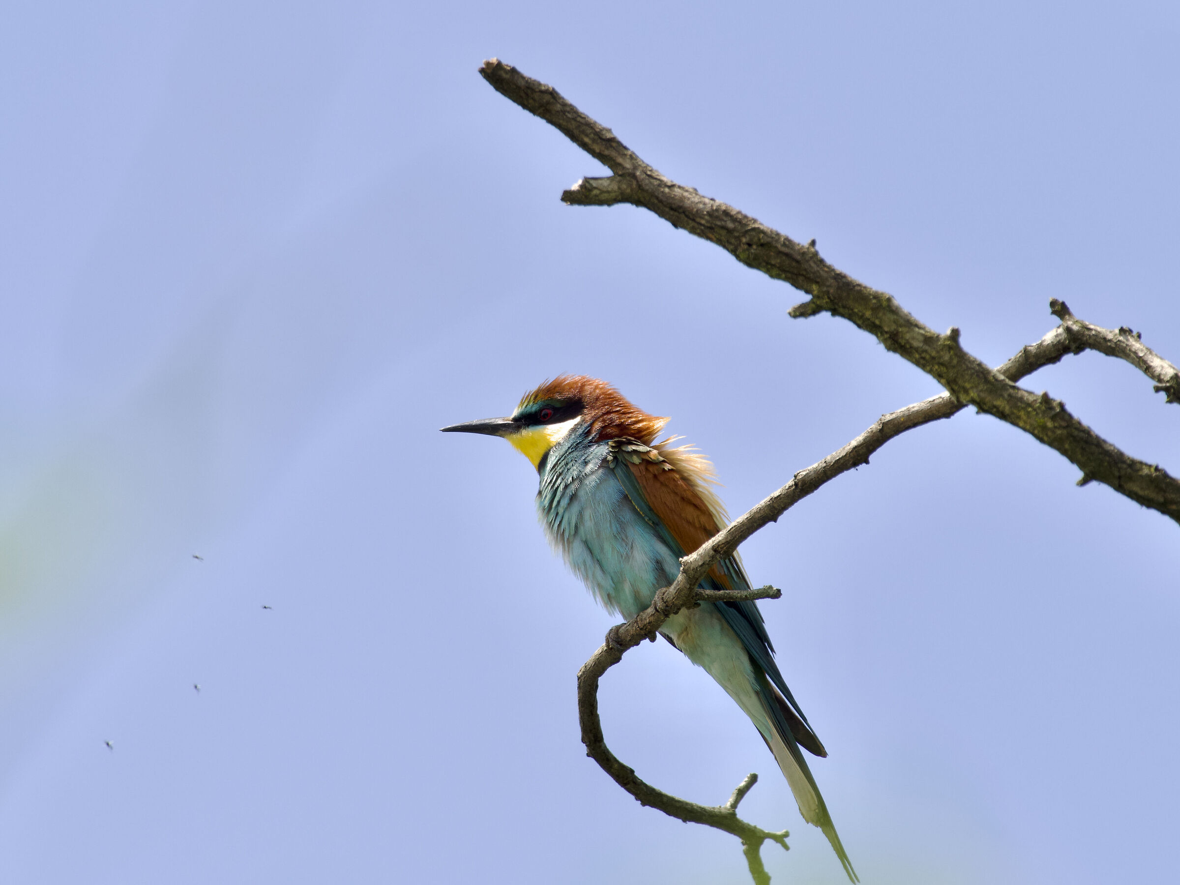 Bee-eaters (1)