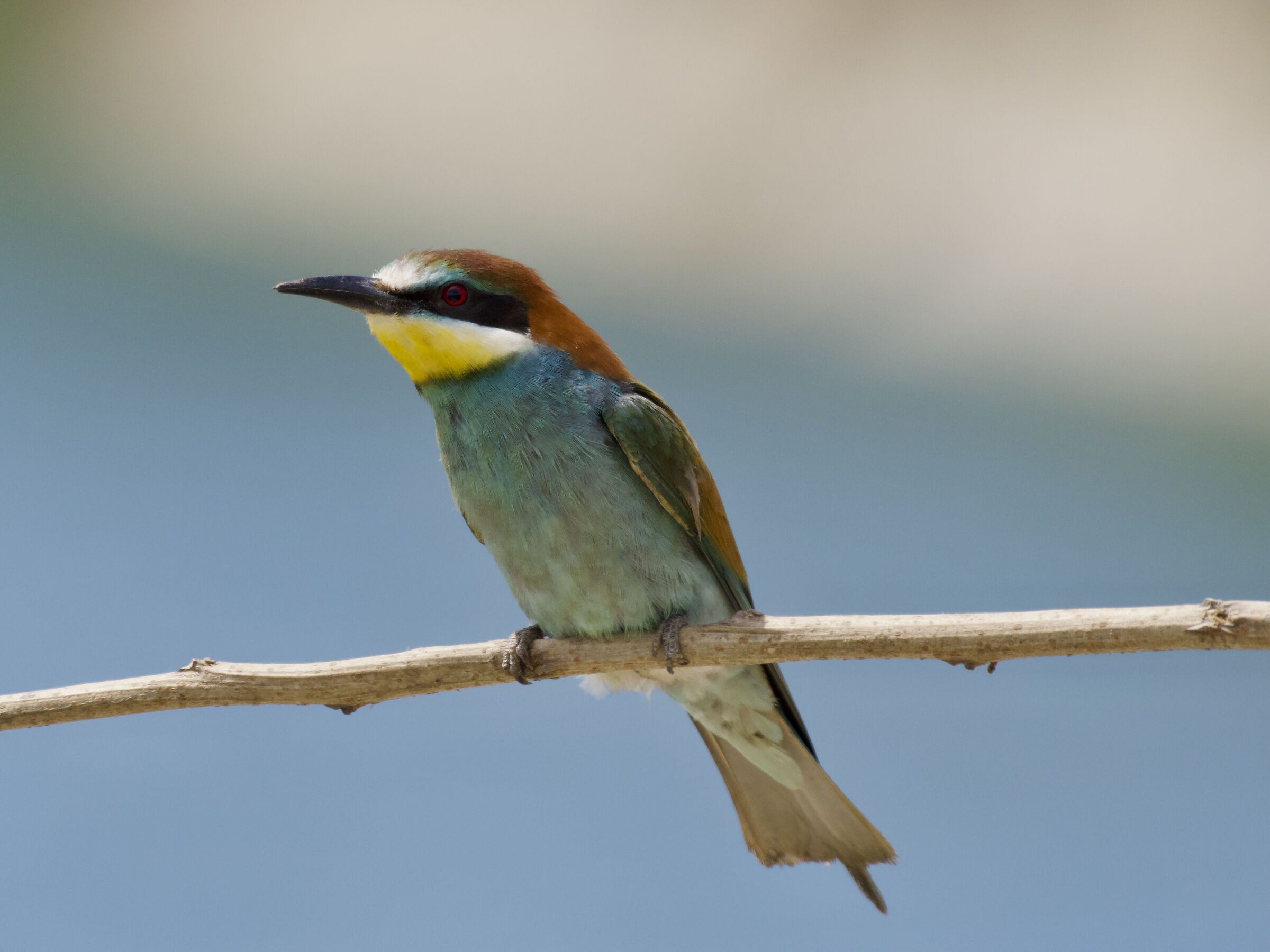 Bee-eaters (2)