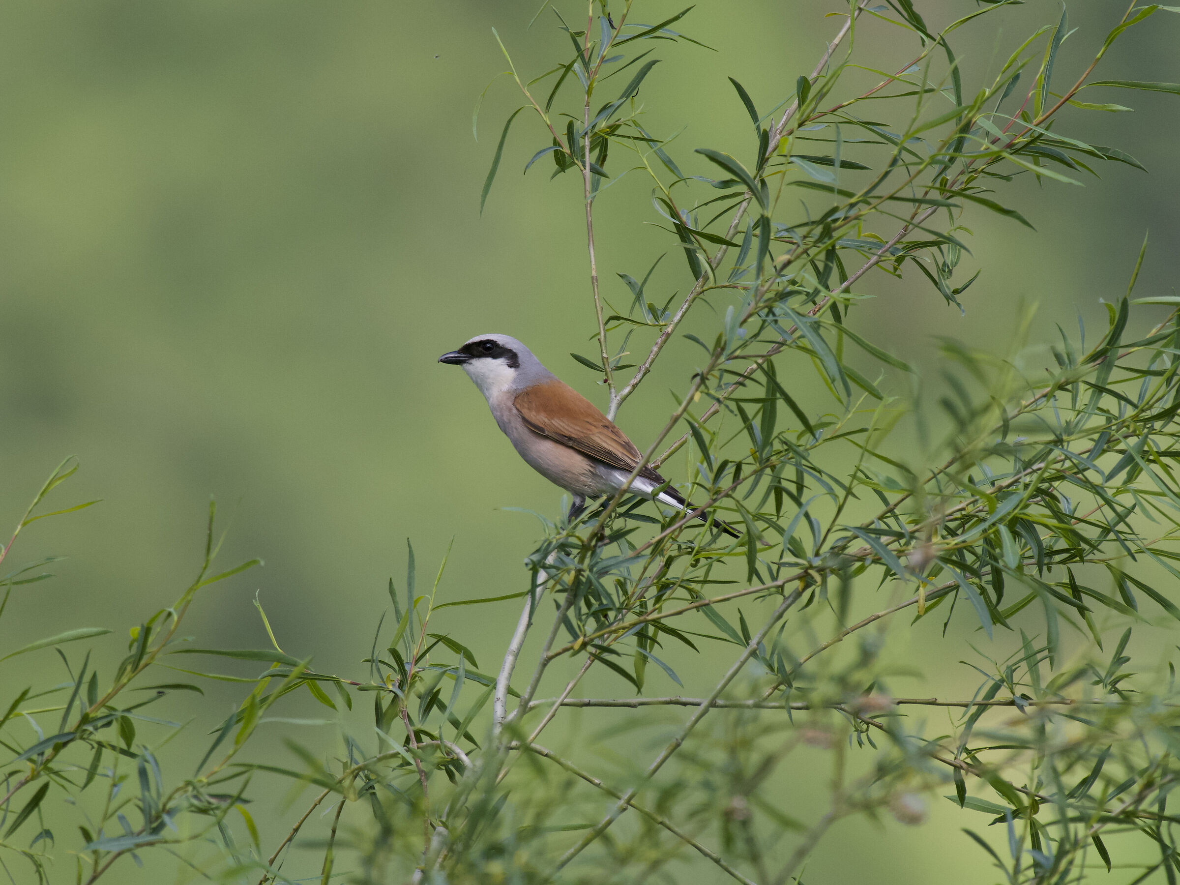 Red-backed shrike